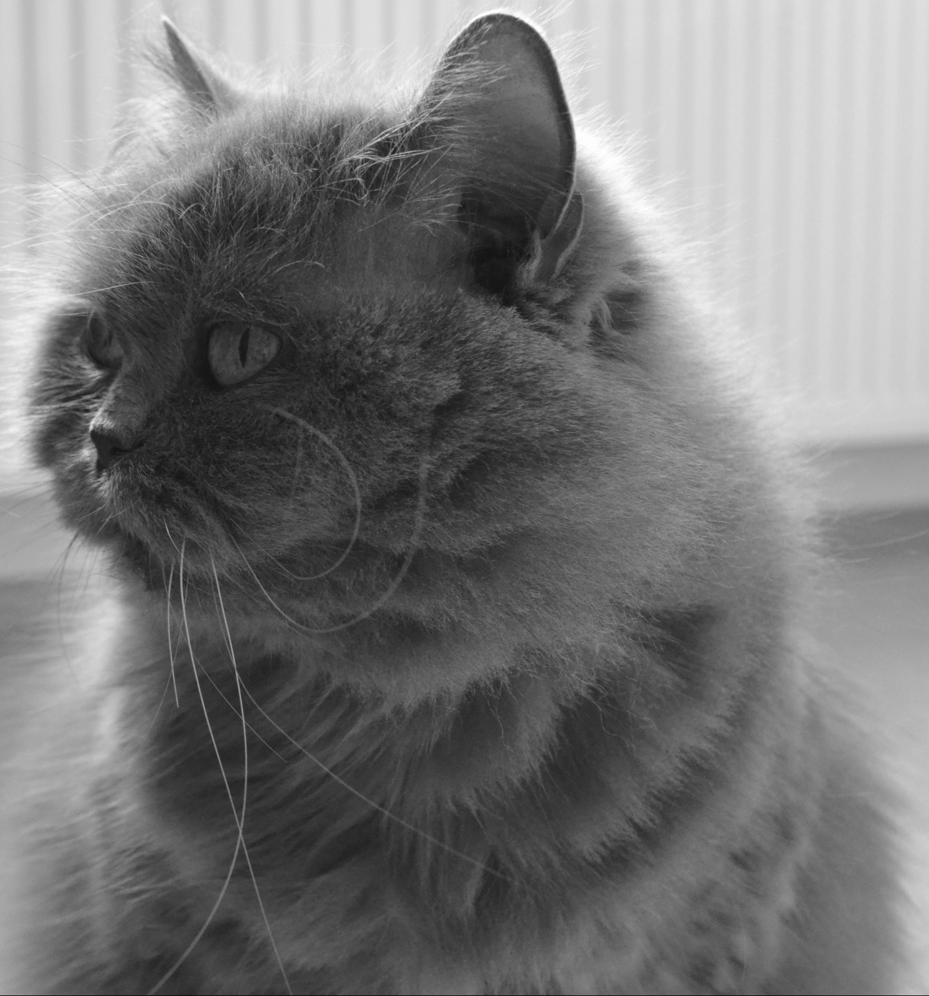 one animal, animal themes, close-up, animal head, no people, looking away, 2K, relaxation, domestic, animal, british longhair cat, british, domestic animals, Phone HD Wallpaper