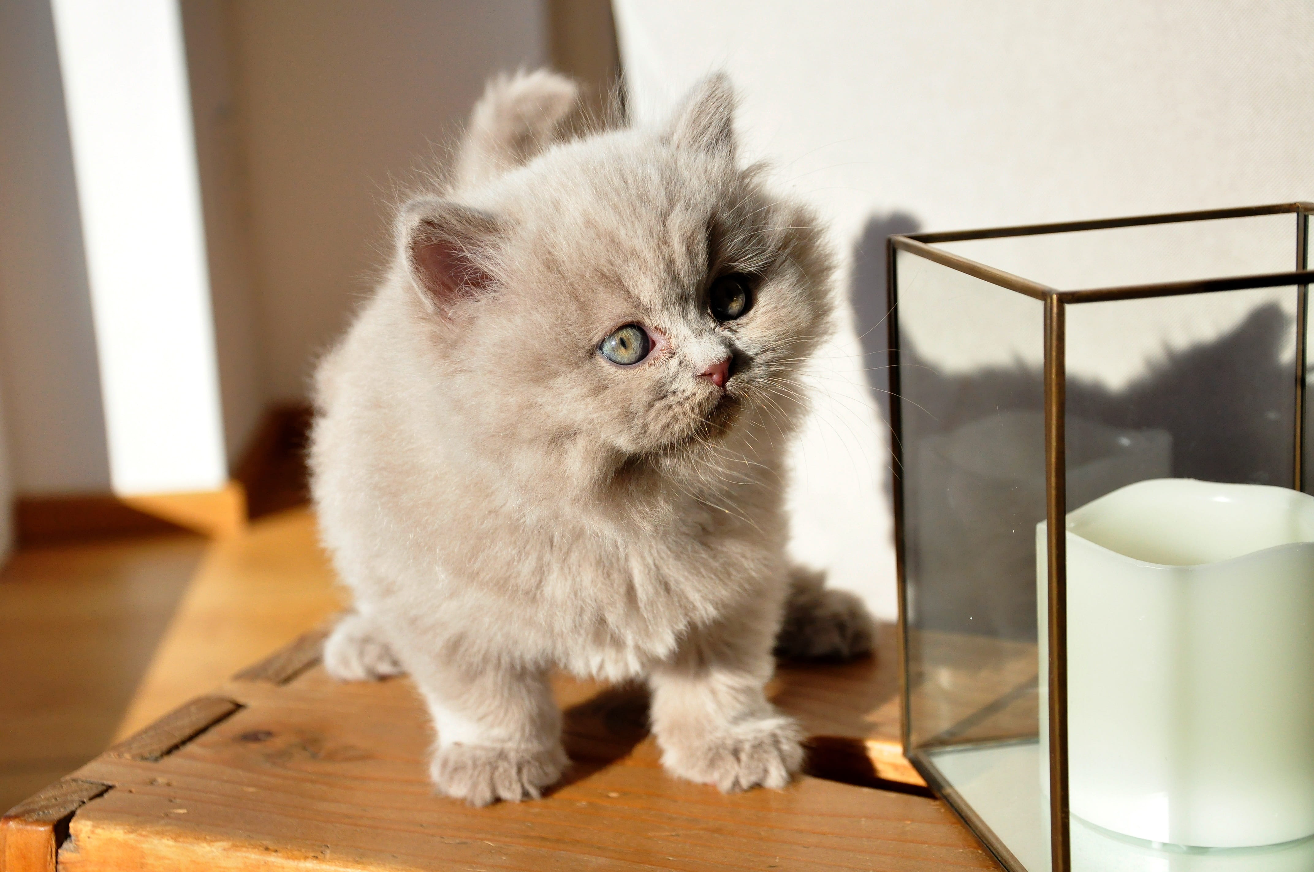 pets, one animal, whisker, flooring, cat, cute, domestic cat, bkh, british short hair, indoors, portrait, kittens, focus on foreground, mammal, domestic animals, HD Wallpaper