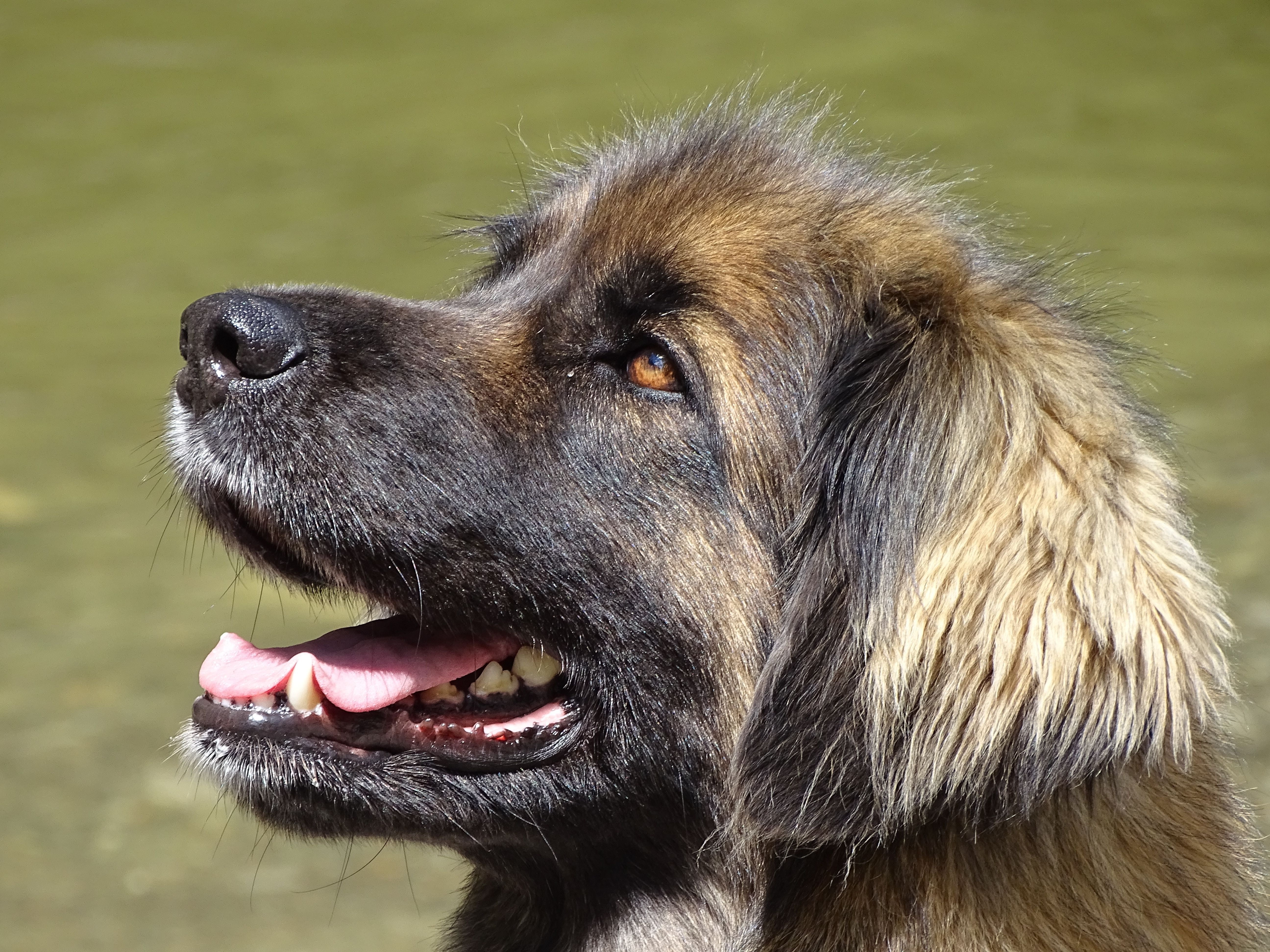 thoroughbred, 5K, shepherd, canine, looking away, domestic, grass, animal, german longhaired pointer, eyes, leonbergers, dog, side view, close, curious, HD Wallpaper