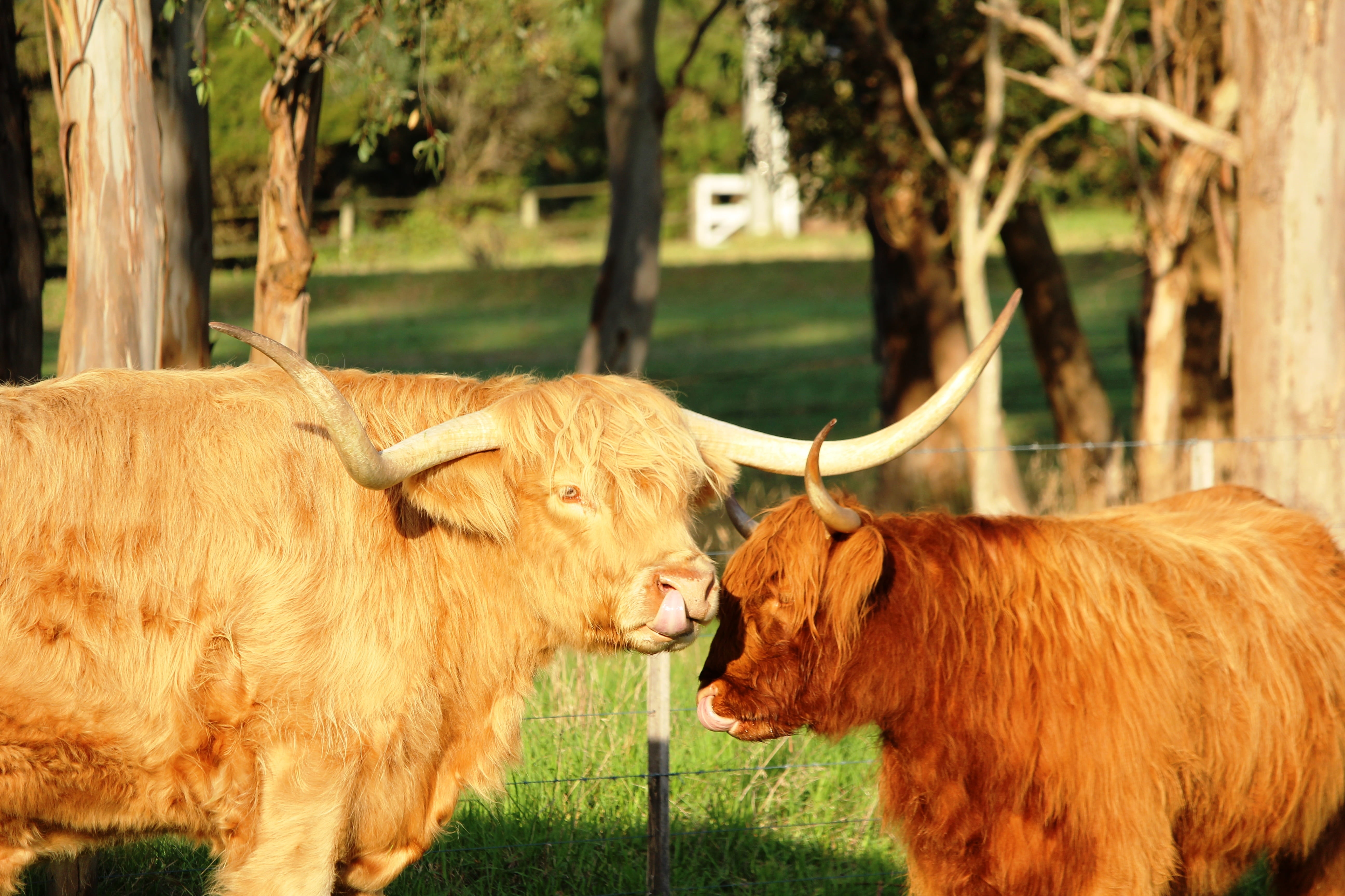 standing, animal hair, vertebrate, longhair, animal, no people, cow, animal themes, longhorn, pets, outdoors, group of animals, livestock, nature, domestic animals, HD Wallpaper