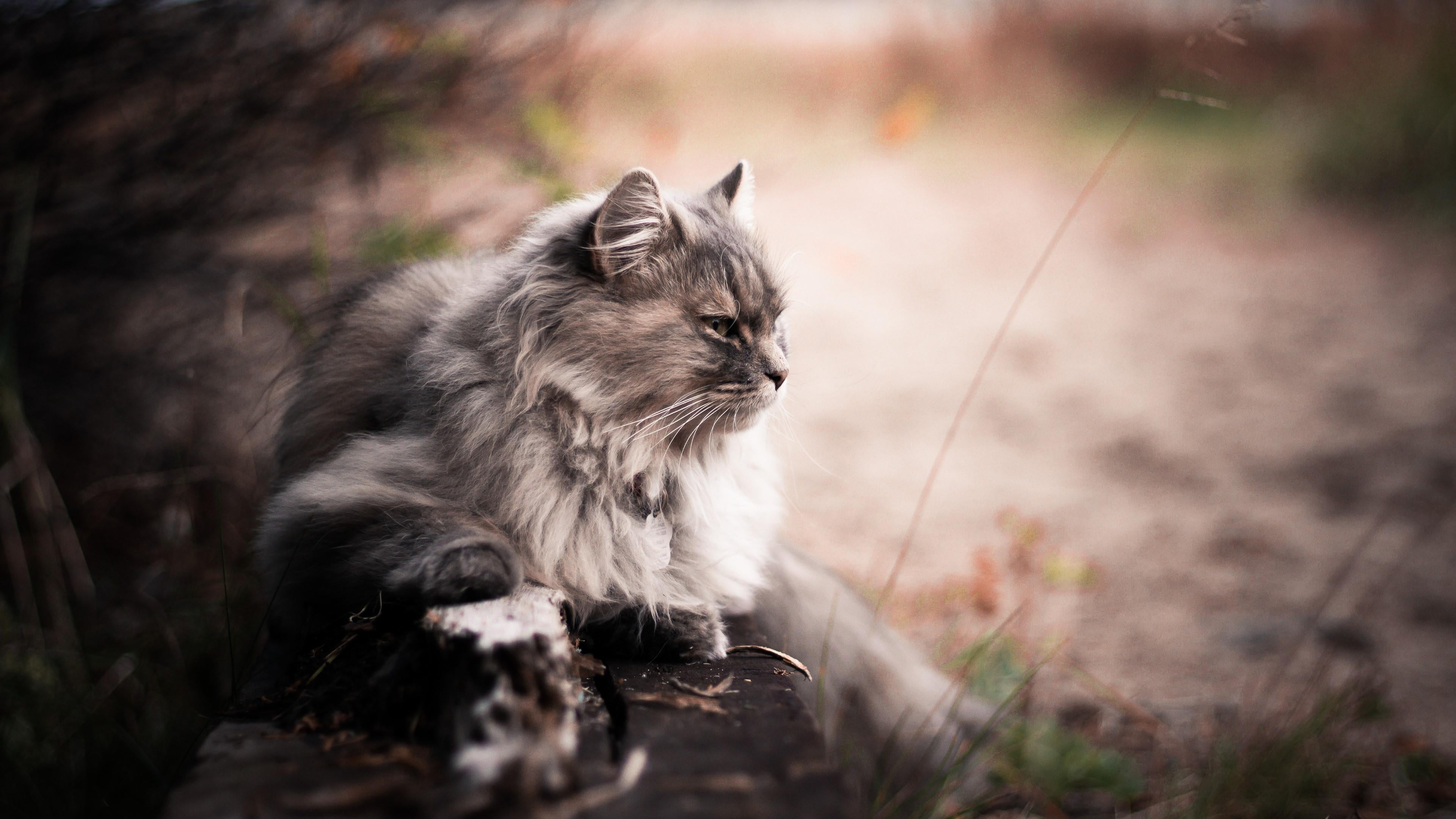 looking away, whisker, selective focus, feline, maine coon cat, hair, blur, nature, mammal, relaxation, one animal, animal themes, vertebrate, animal hair, HD Wallpaper
