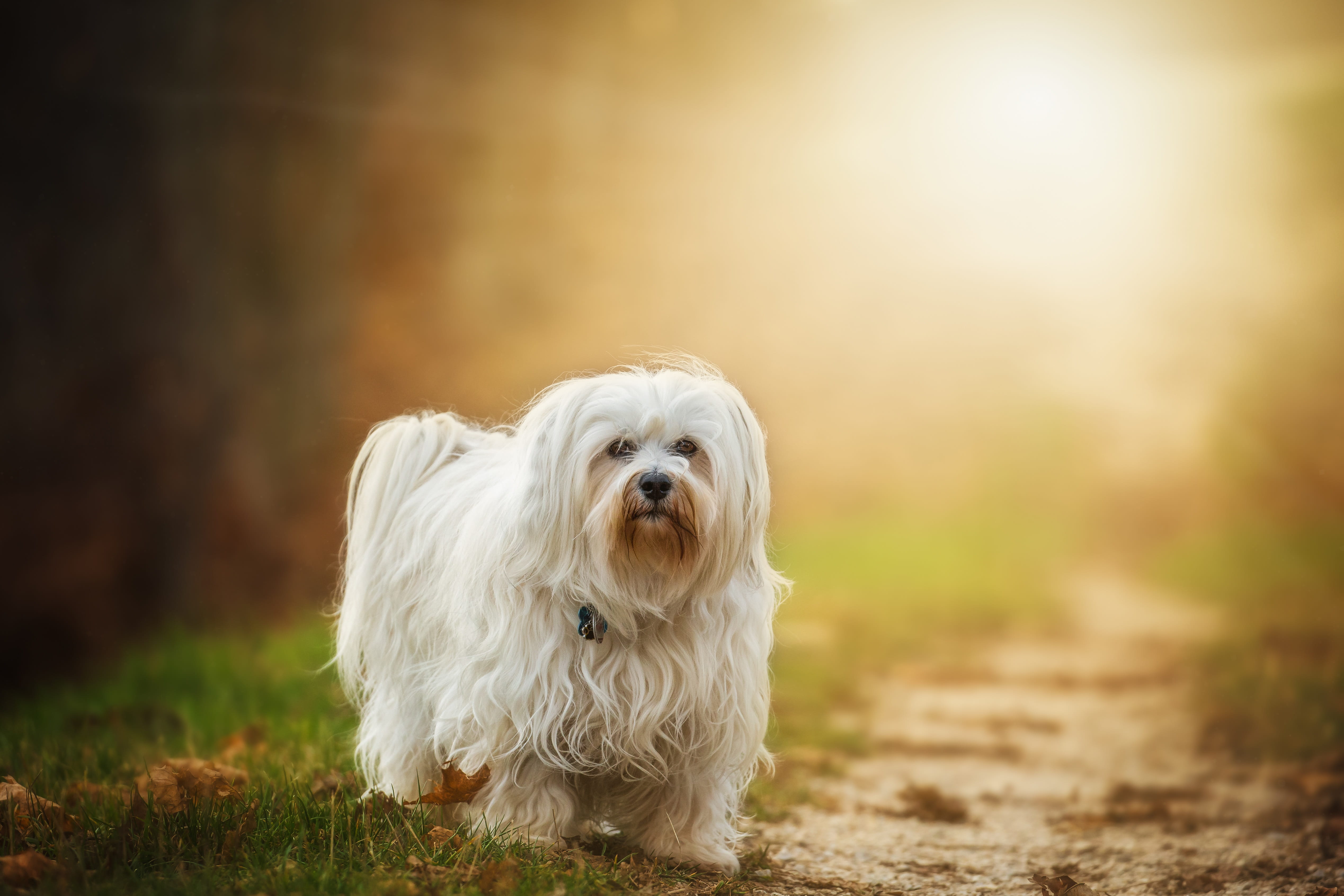 plant, outdoor, animal, hair, daytime, good, 4K, havanese, animal themes, ground, portrait, canine, pet, small, adult, domestic, flare, nature, domestic animals, HD Wallpaper