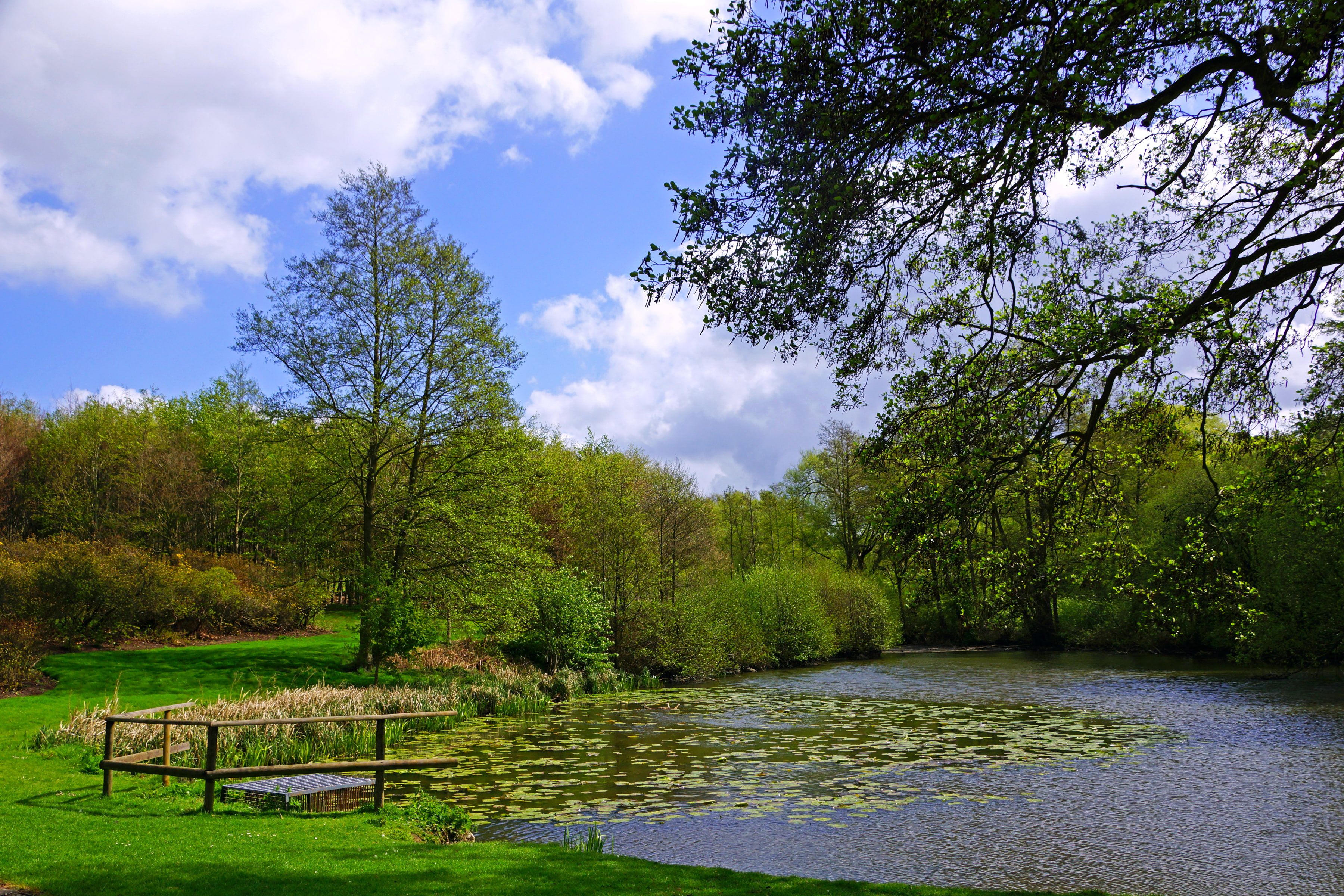 branches, greens, Leeds Castle, grass, trees, duckweed, the bushes, clouds, pond, the reeds, England, garden, 2K, HD Wallpaper