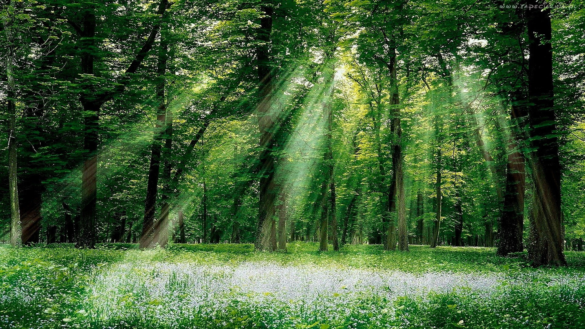 lush foliage, foliage, beauty in nature, 1080P, plant, green color, trees, outdoors, no people, forest, bamboo - plant, woodland, tree, growth, idyllic, HD Wallpaper