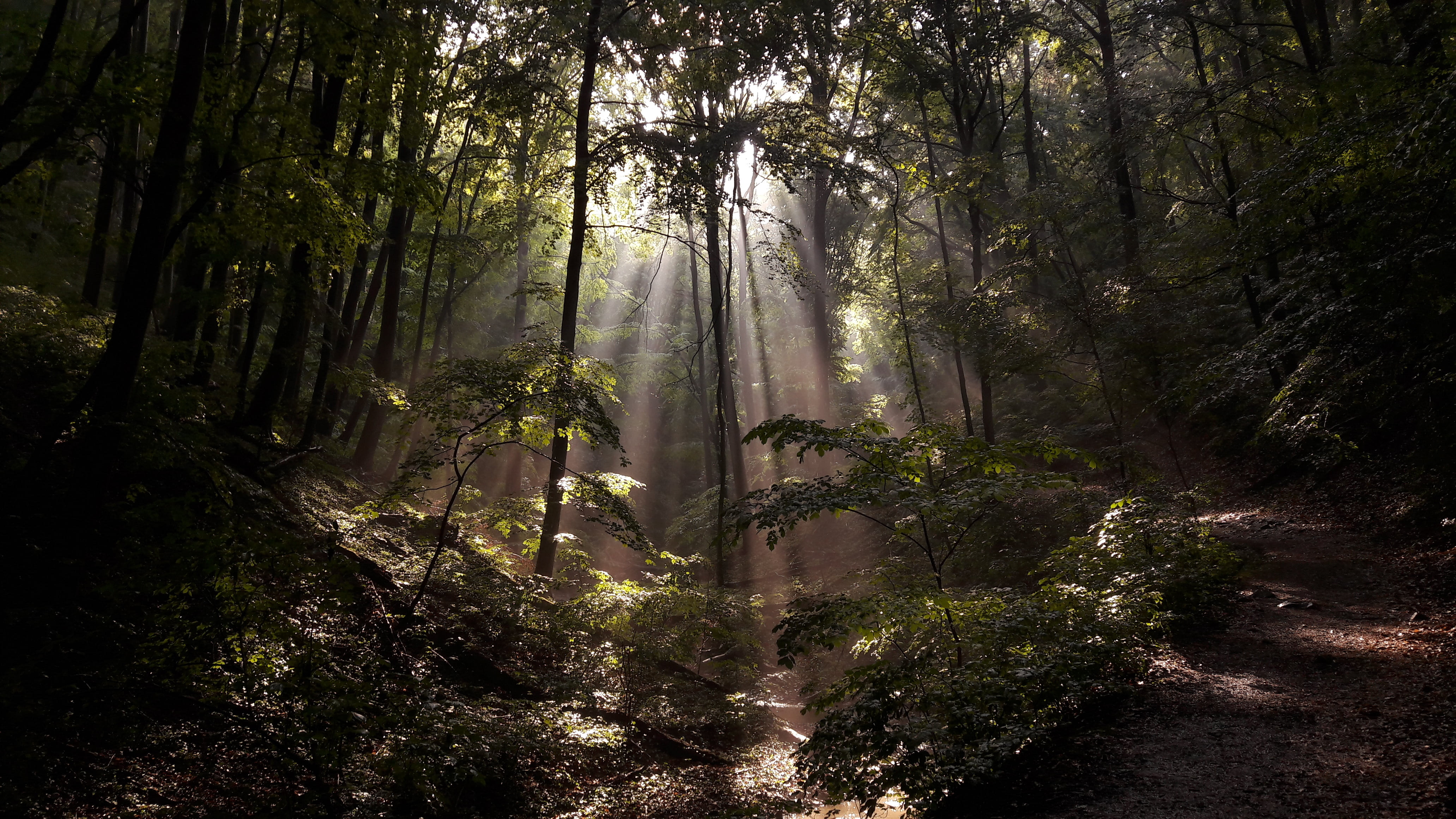 streaming, growth, environment, tree trunk, no people, land, nature, beauty in nature, tranquil scene, non-urban scene, scenics - nature, 4K, trees, sunlight, HD Wallpaper
