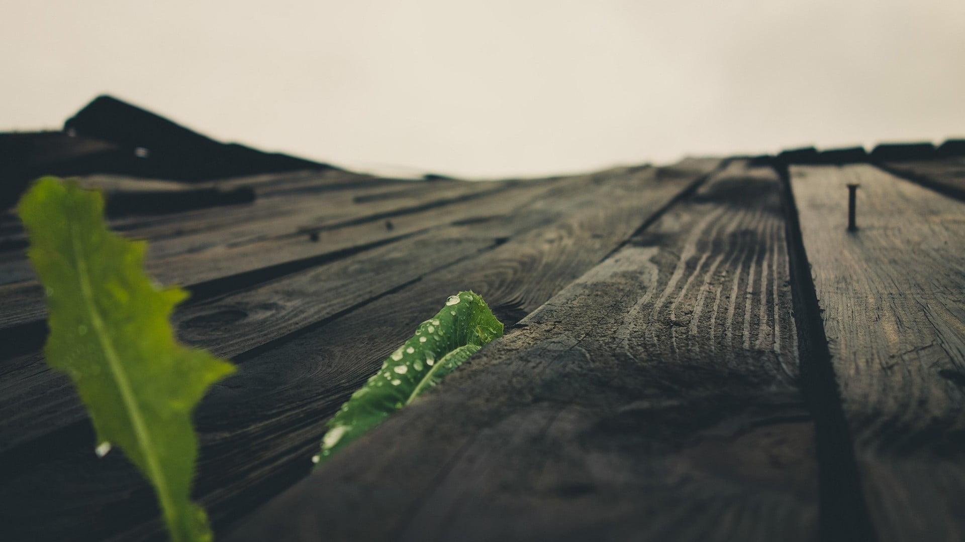 outdoors, scenics - nature, green color, plant, growth, wood, nature, tranquility, tranquil scene, macro, wood - material, 1080P, plant part, beauty in nature, HD Wallpaper