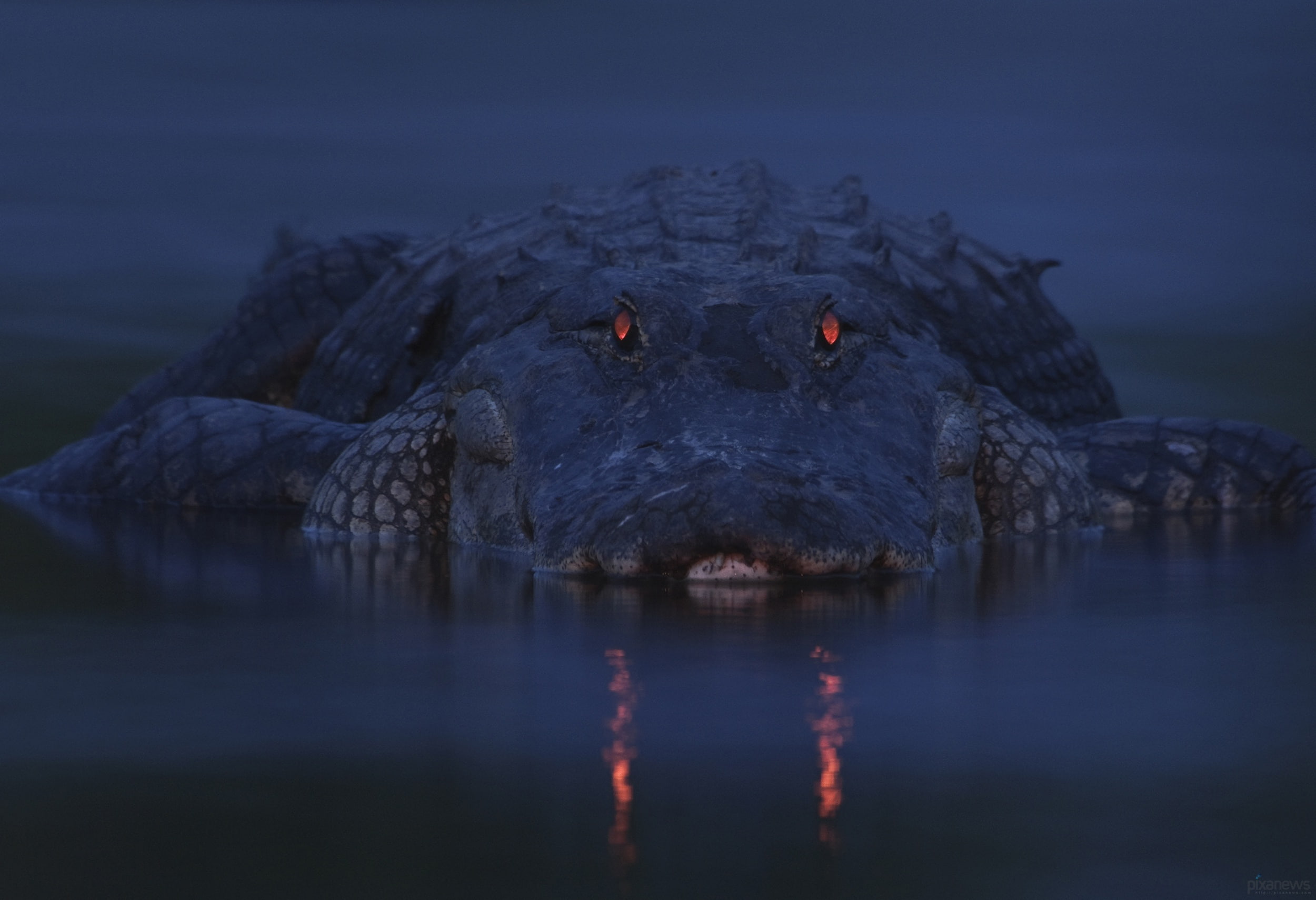 eyes, dark, crocodile, river, alligator, twilight, 1080P, HD Wallpaper