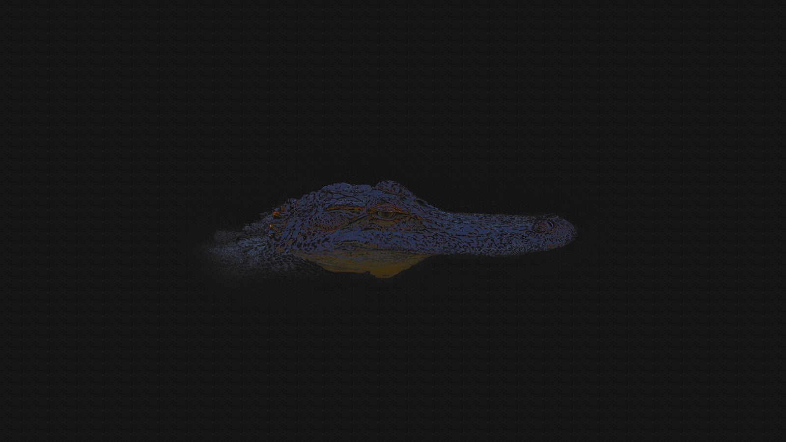 animal themes, studio shot, single object, nature, science, pattern, water, 720P, mid-air, crocodiles, one animal, indoors, copy space, animal, no people, HD Wallpaper