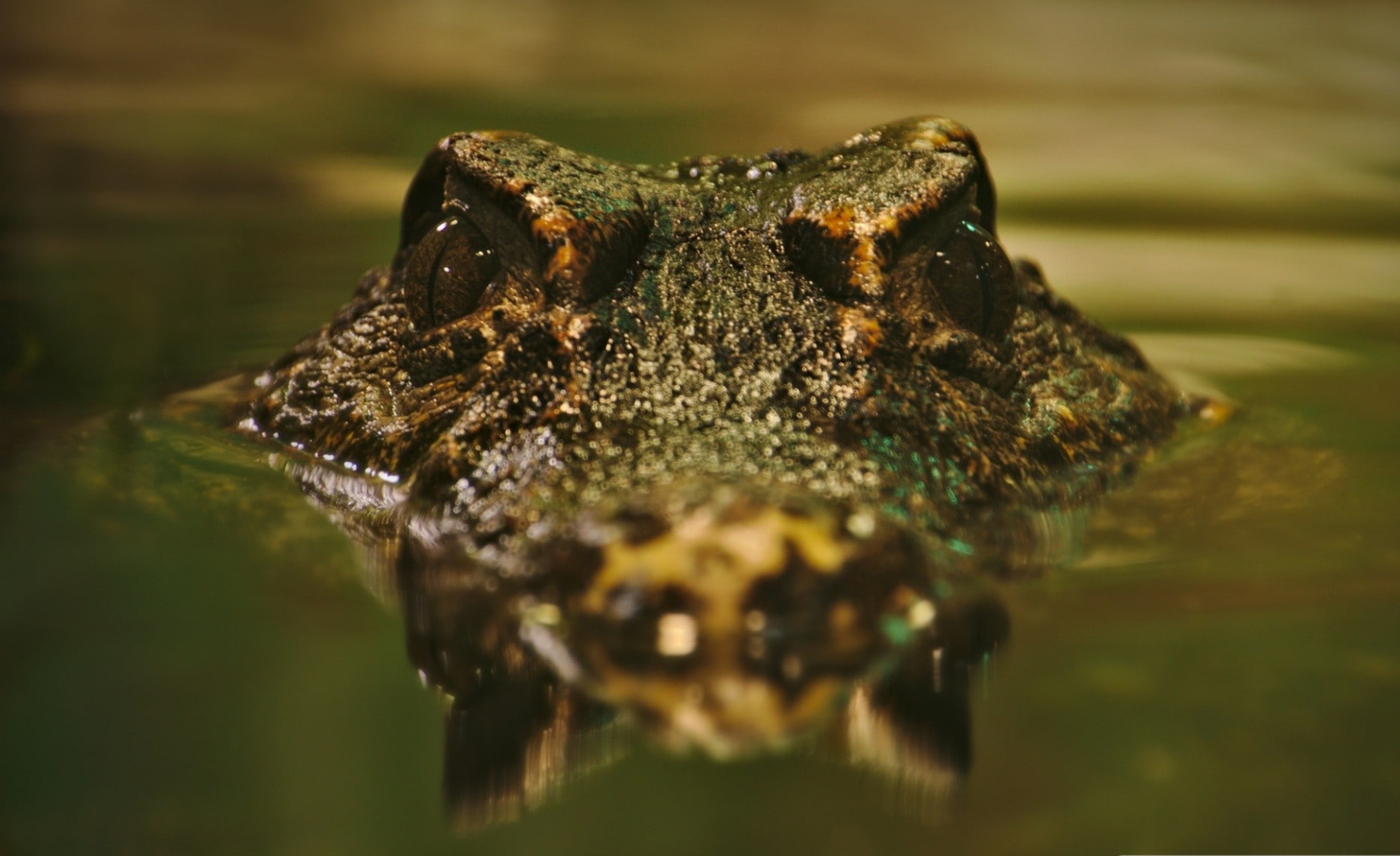 animals, water, waves, nature, reflection, looking at viewer, crocodiles, reptiles, photography, 720P, HD Wallpaper
