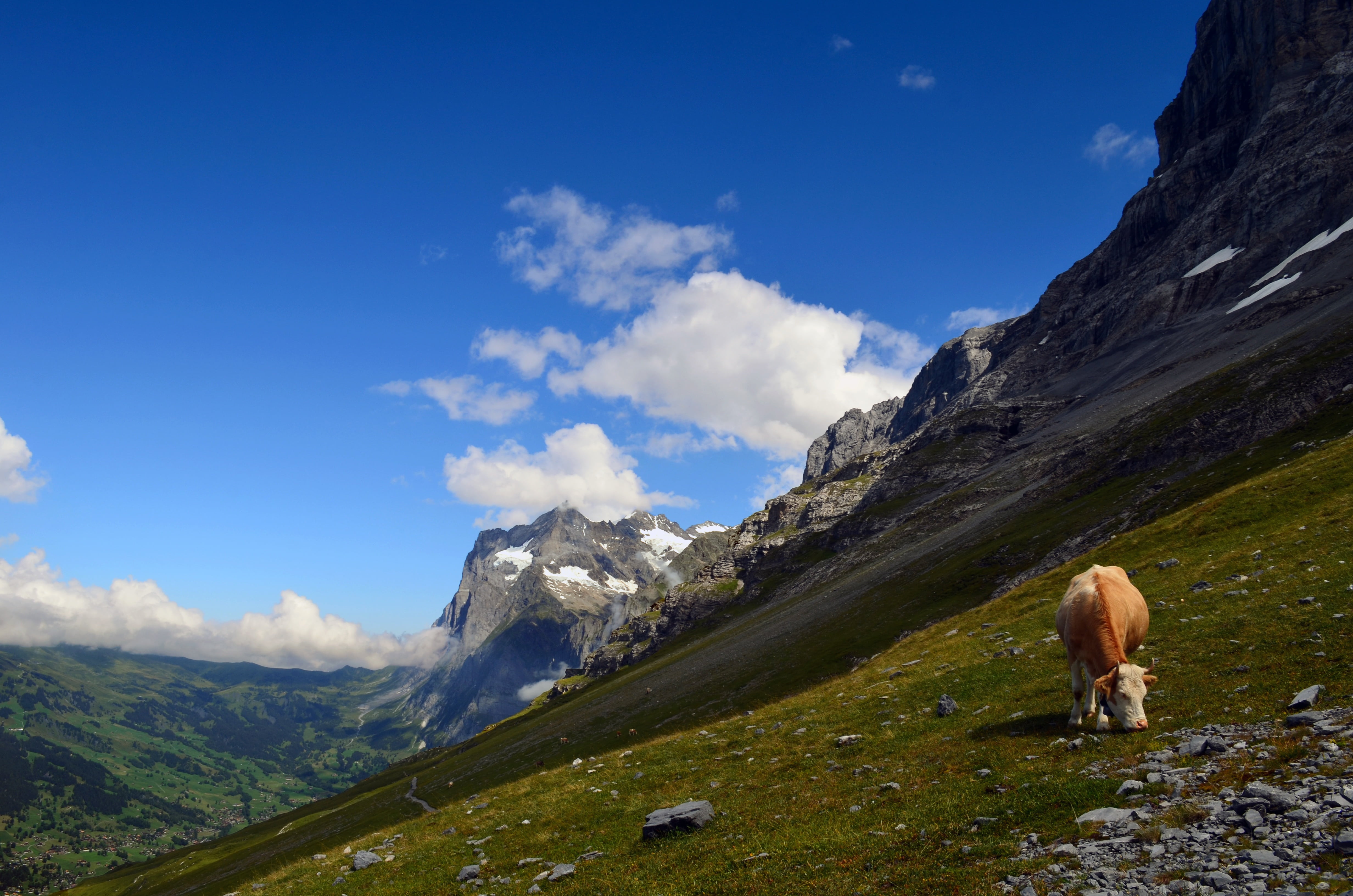 animal, domestic animals, brown, mountain range, scenics - nature, domestic, cow, nature, scenics, tranquil scene, summit, grindelwald, alpine, rock, environment, HD Wallpaper
