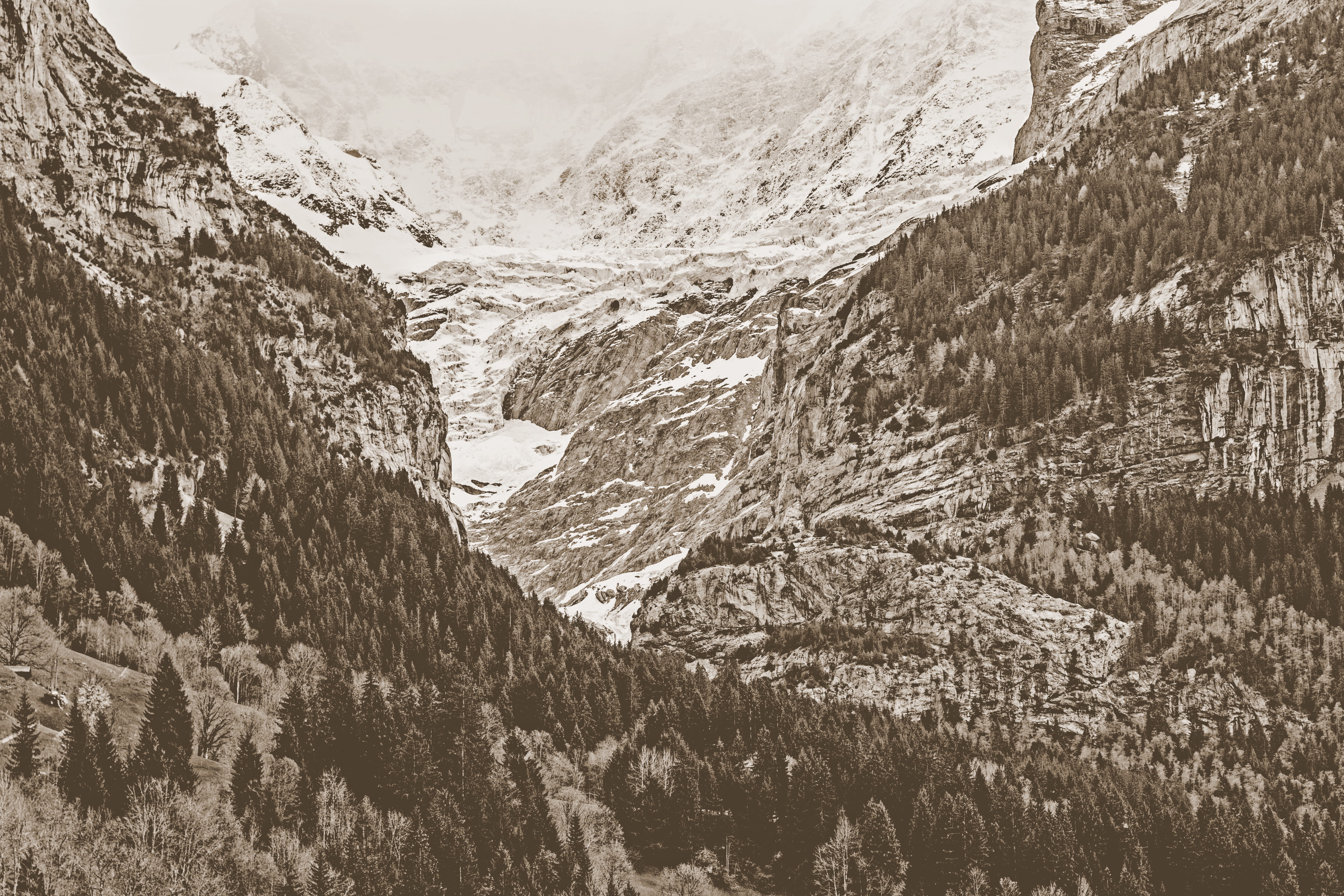 coniferous tree, adventure, grindelwald, explore, tree, plant, nature, non-urban scene, switzerland, environment, cold temperature, trees, snowcapped mountain, HD Wallpaper