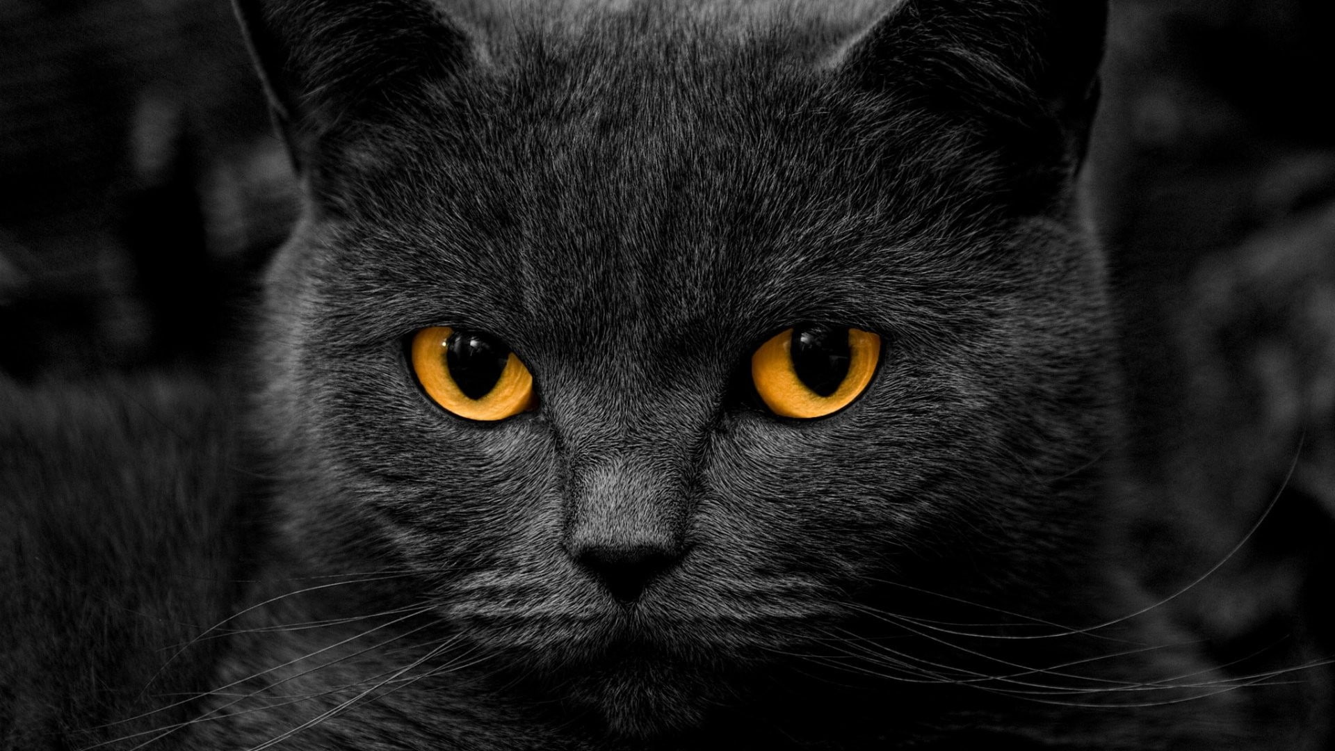 orange eyes, shadow, 1080P, cat, HD Wallpaper