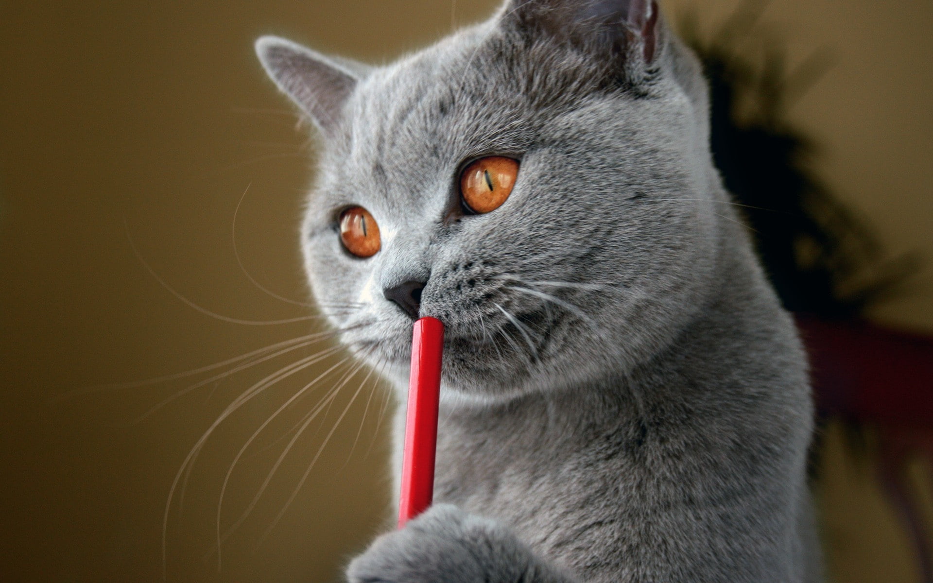 closeup, 1080P, humor, orange eyes, animals, cat, HD Wallpaper