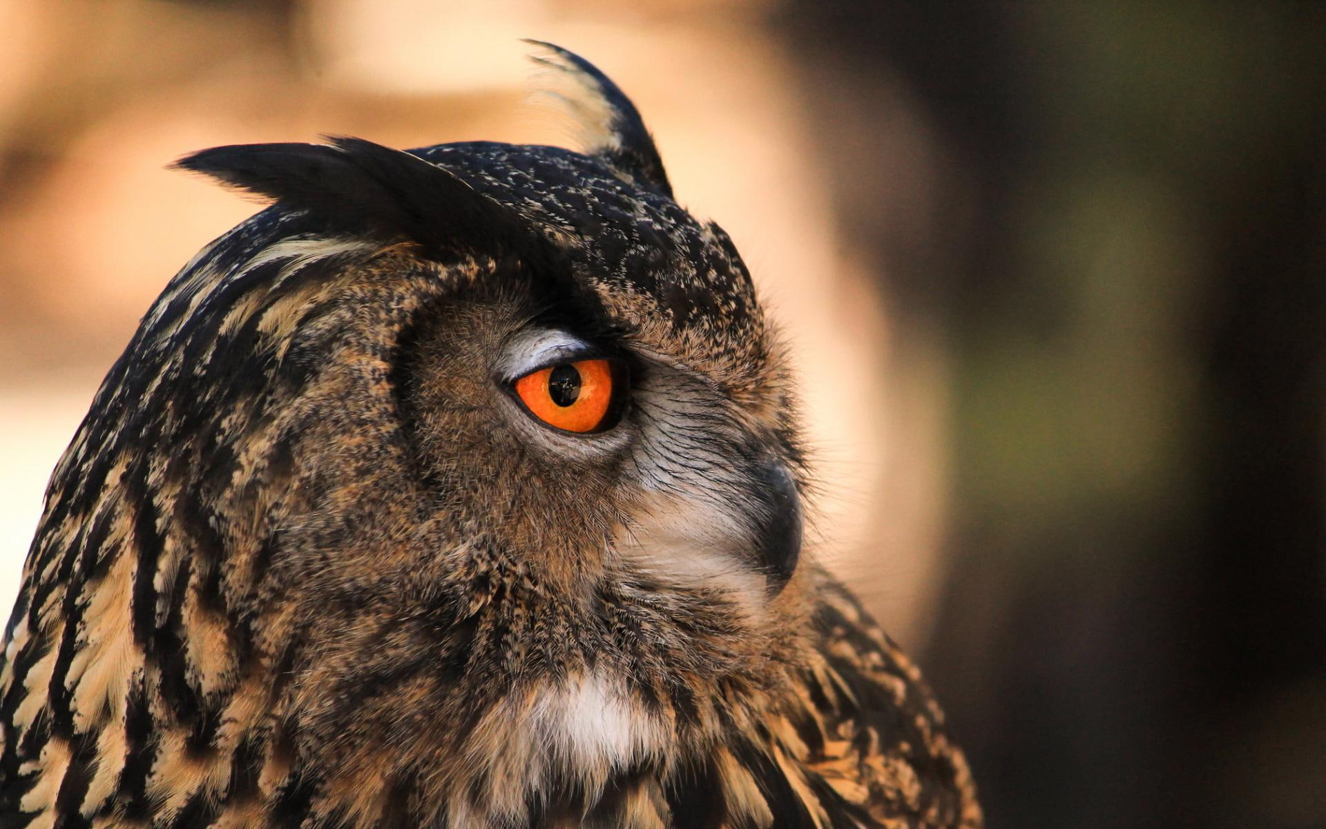 owl, bird, birds, orange, 1080P, eyes, HD Wallpaper