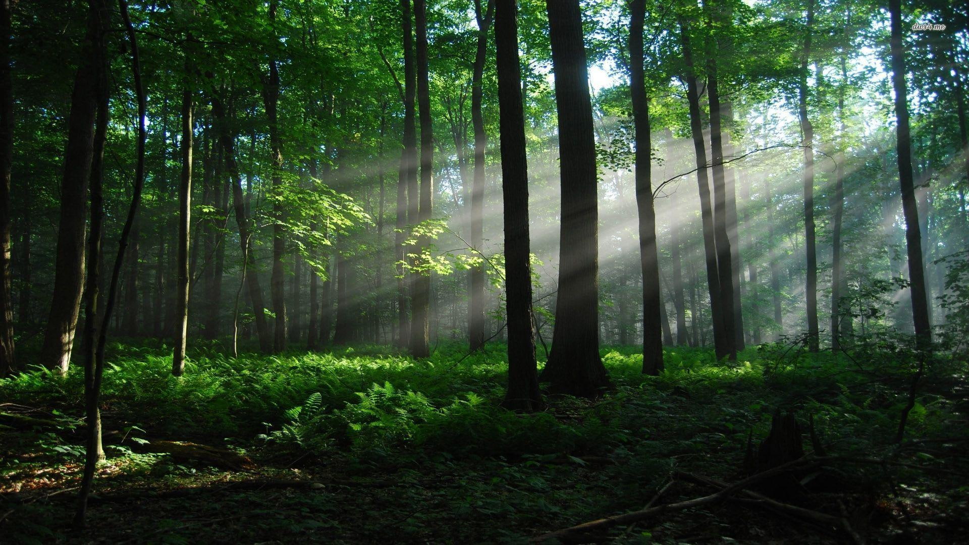 green, quiet, ground, forest, 1080P, daylight, nature and landscap, landscape, light, trees, nature, leaves, HD Wallpaper