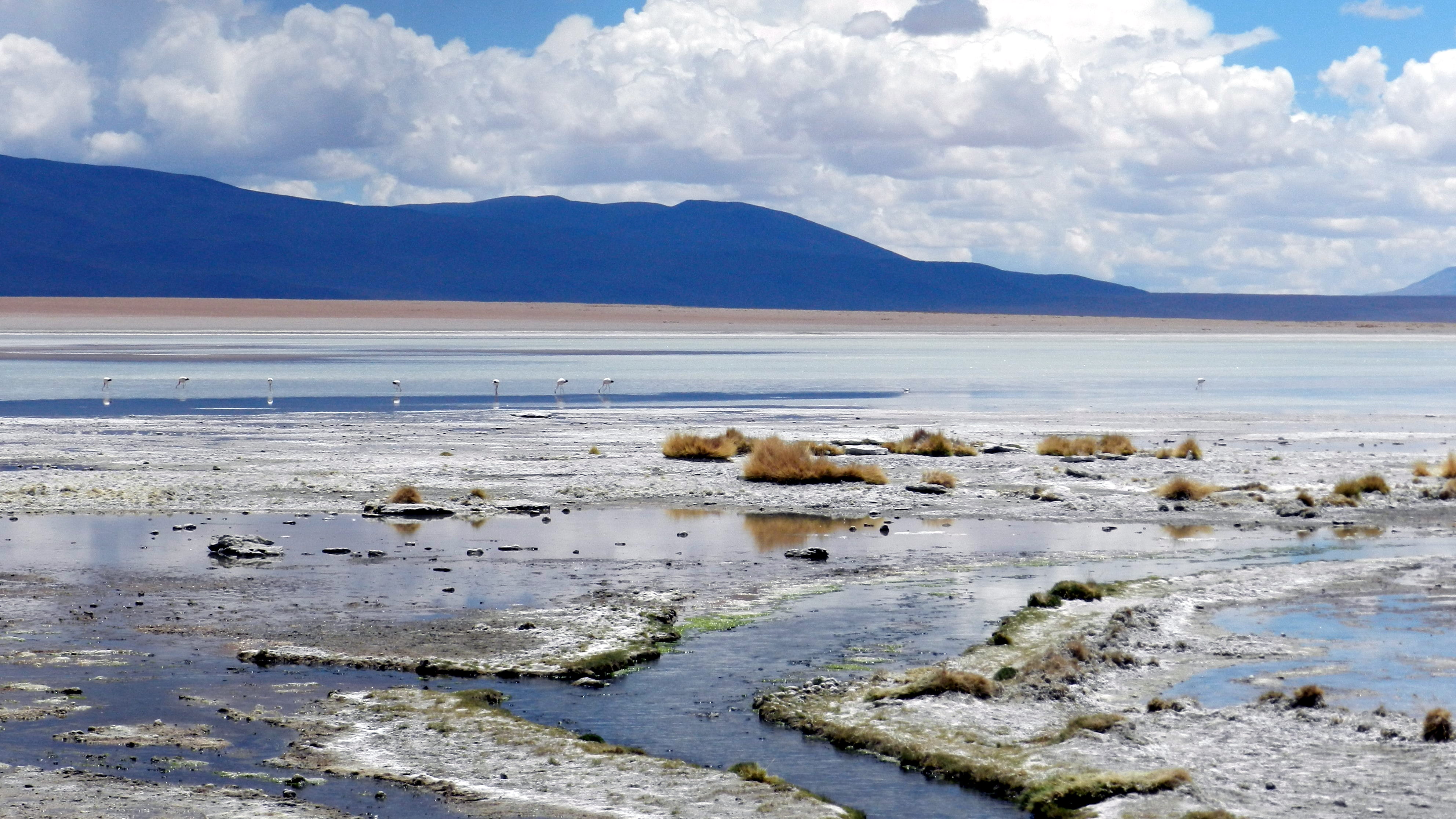 lake, 4K, plant, ocean, sky, uyuni, photo, flamingo, no people, daytime, vertebrate, cloud - sky, landscape, vloud, beauty in nature, beach, salt flat, HD Wallpaper