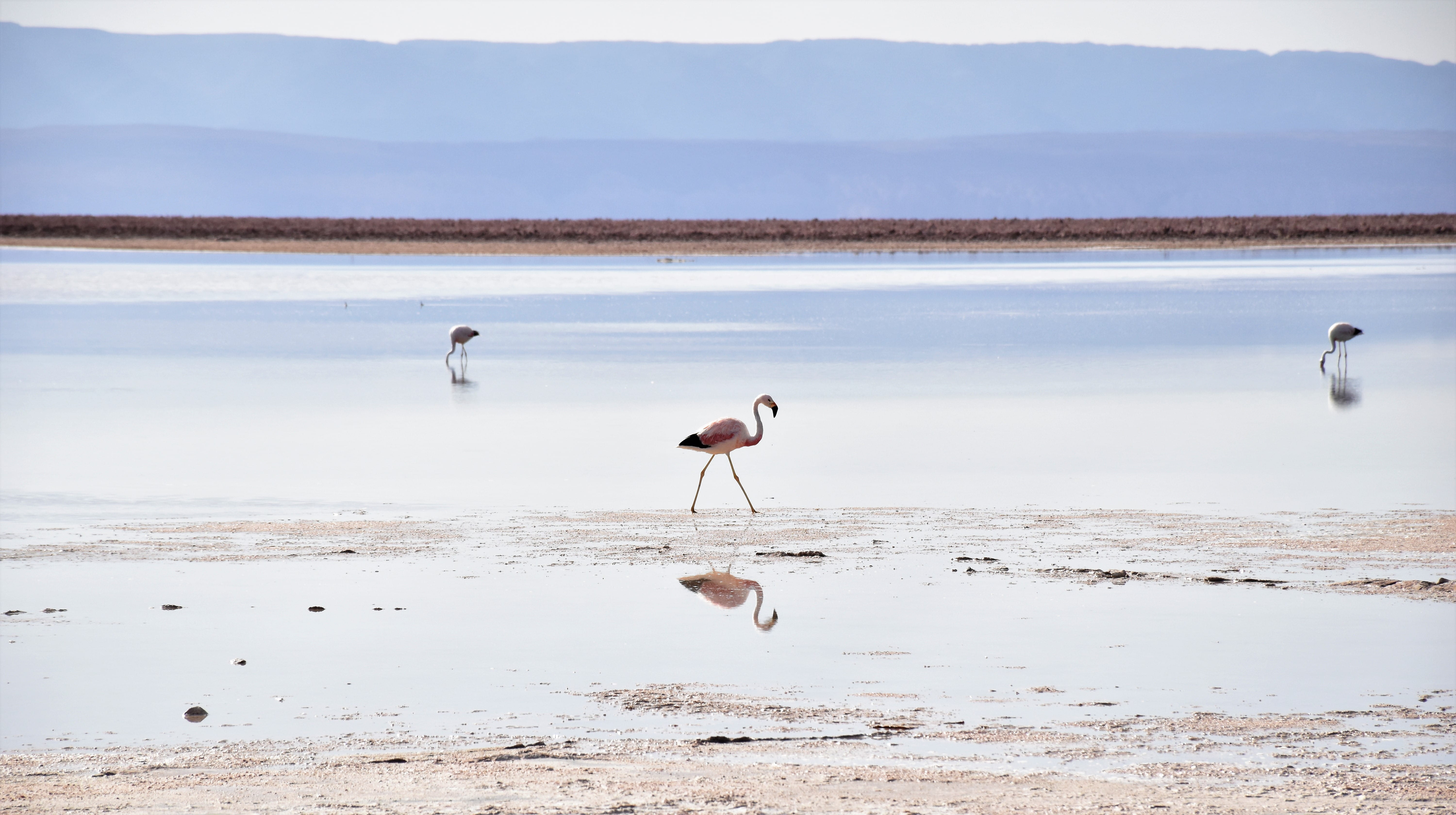 brown, land, animals in the wild, flamingo, sea, lagoon, near, reflection, seashore, group of animals, animal wildlife, beach, atacama, salt flat, outdoors, HD Wallpaper