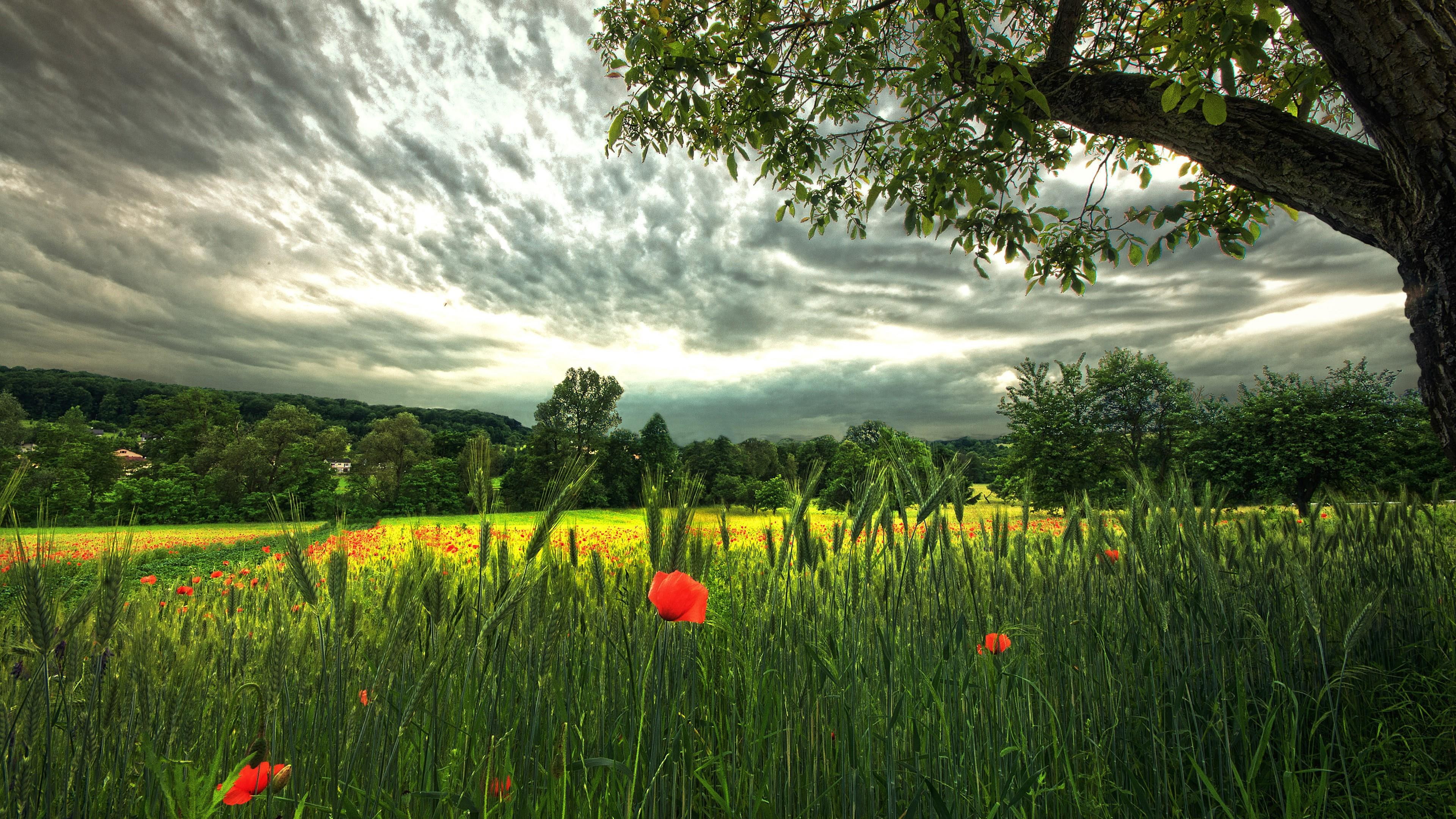 poppies, poppy, sky, wheat, field, clouds, 4K, wheat field, tree, HD Wallpaper