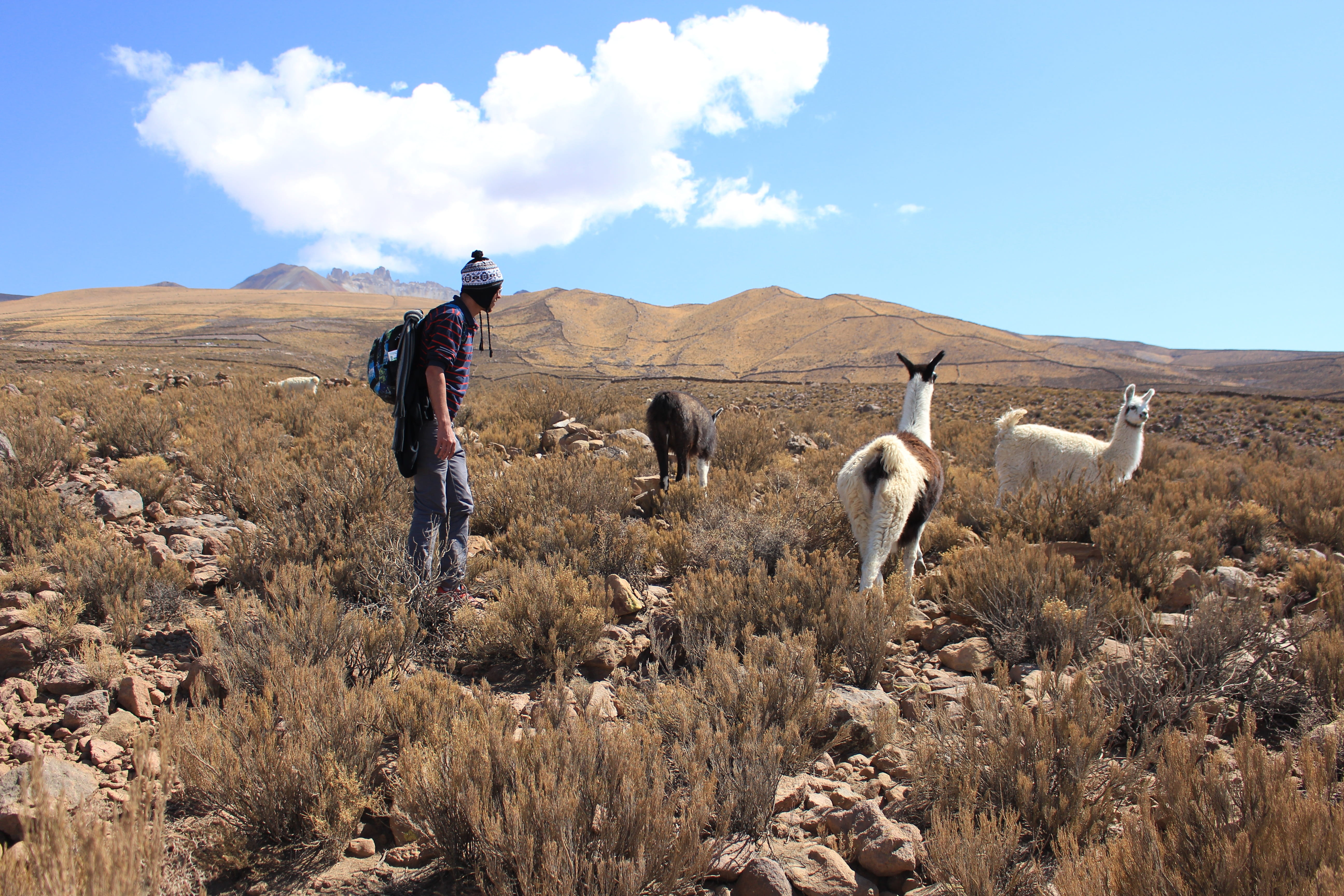 scenics - nature, herbivorous, non-urban scene, tourist, south america, outdoors, domestic animals, mammal, plant, mountains, domestic, vertebrate, beauty in nature, HD Wallpaper