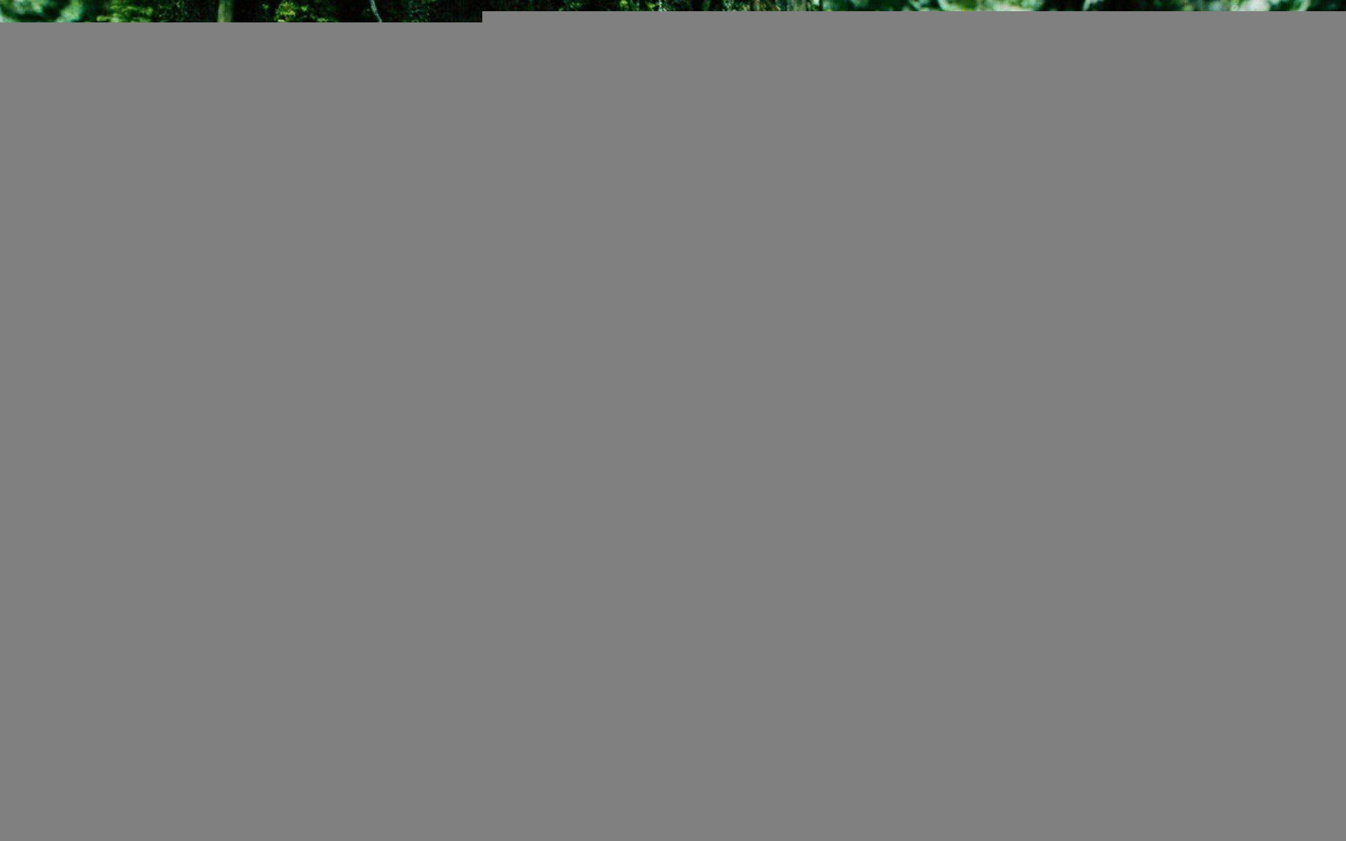 hd, insects, bolivia, butterflies, p, 1080P, trees, moss, 1080p, nature, HD Wallpaper