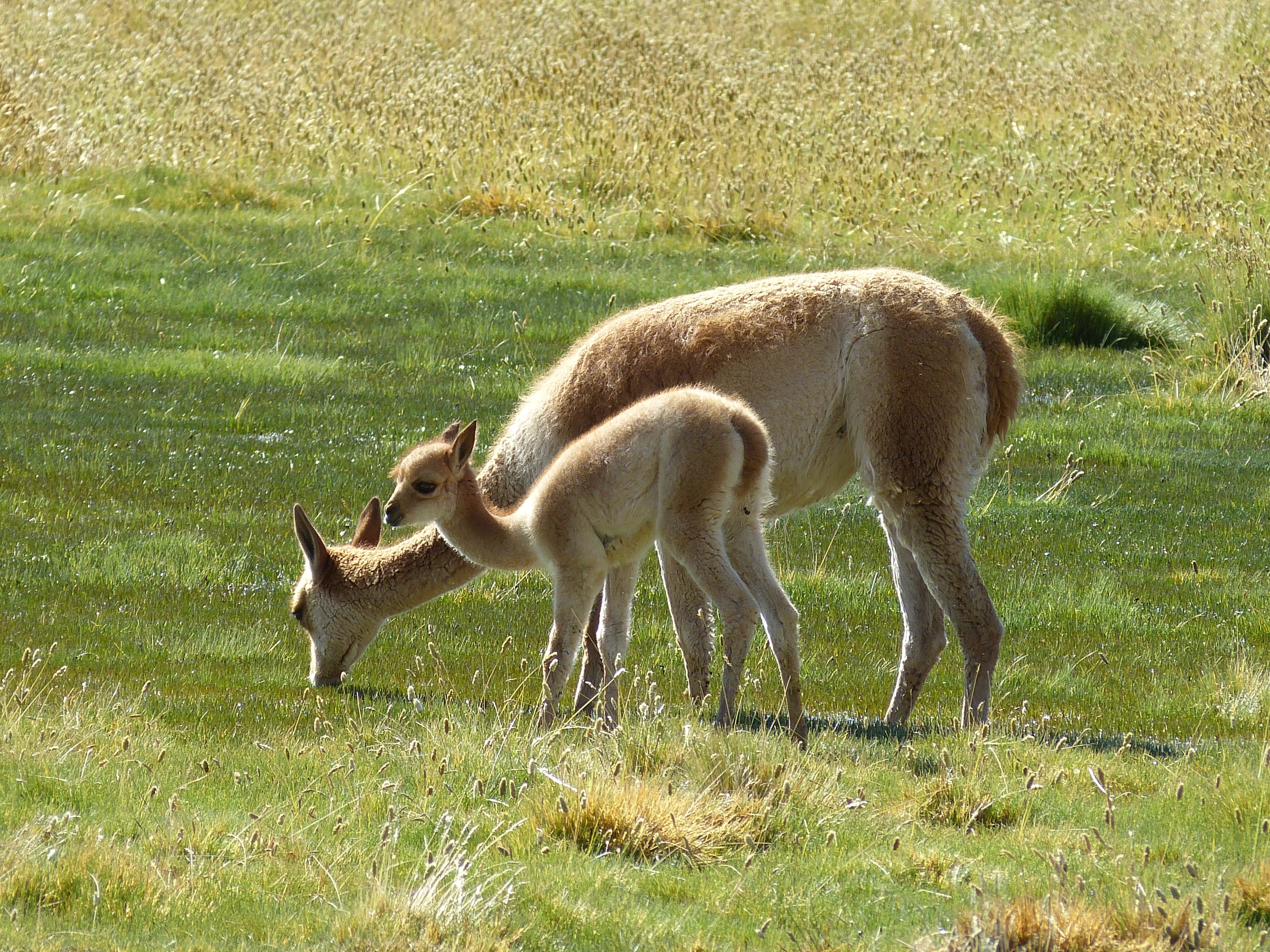 plant, chile, south america, outdoors, land, nature, green, guanaco, grazing, green color, vicuña, herbivorous, two animals, vertebrate, child, grass, desert, HD Wallpaper