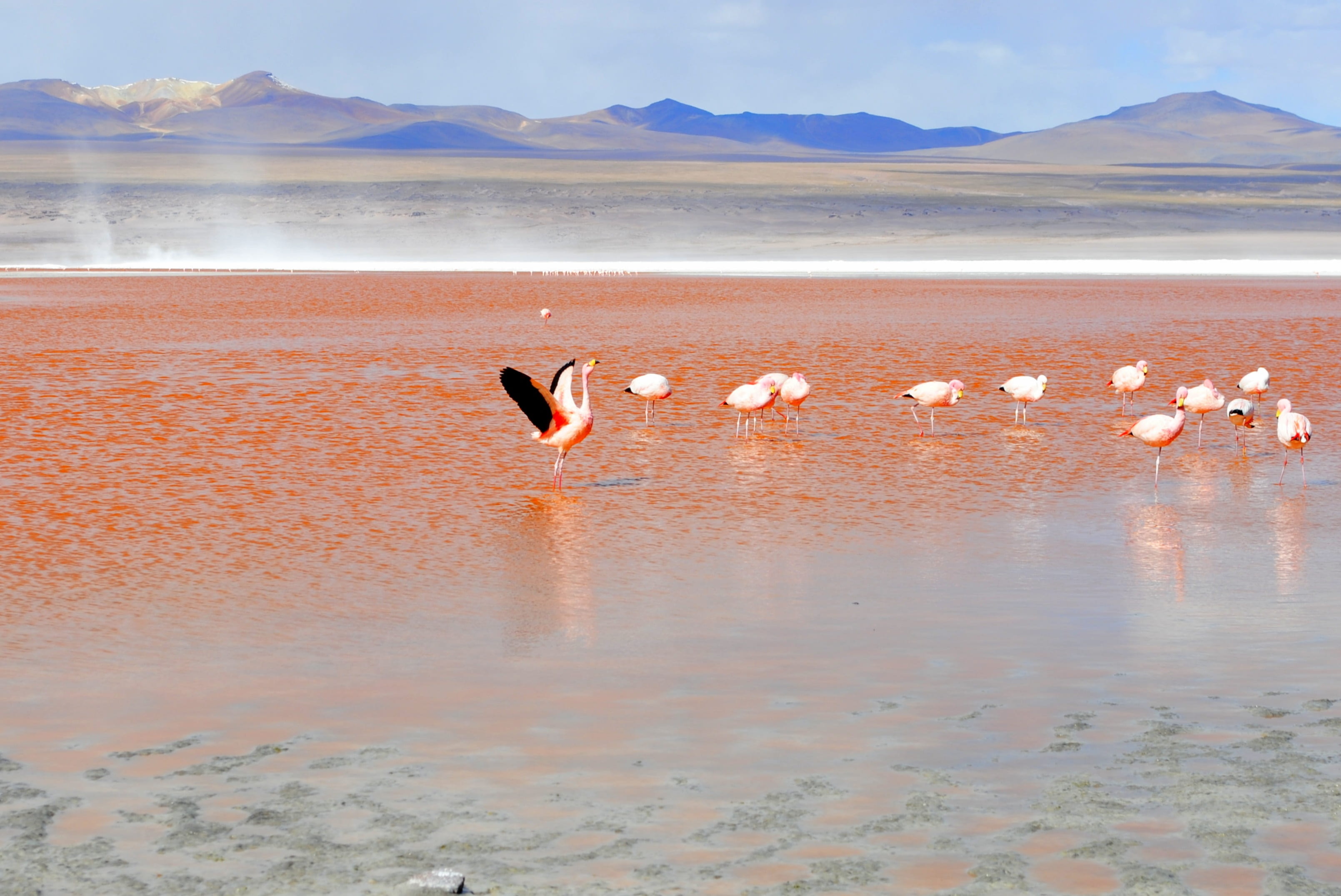 andes, vertebrate, animal themes, group of animals, bolivia, nature, lake, beach, flamingo, beauty in nature, reflection, cranes, shallow, animals in the wild, HD Wallpaper