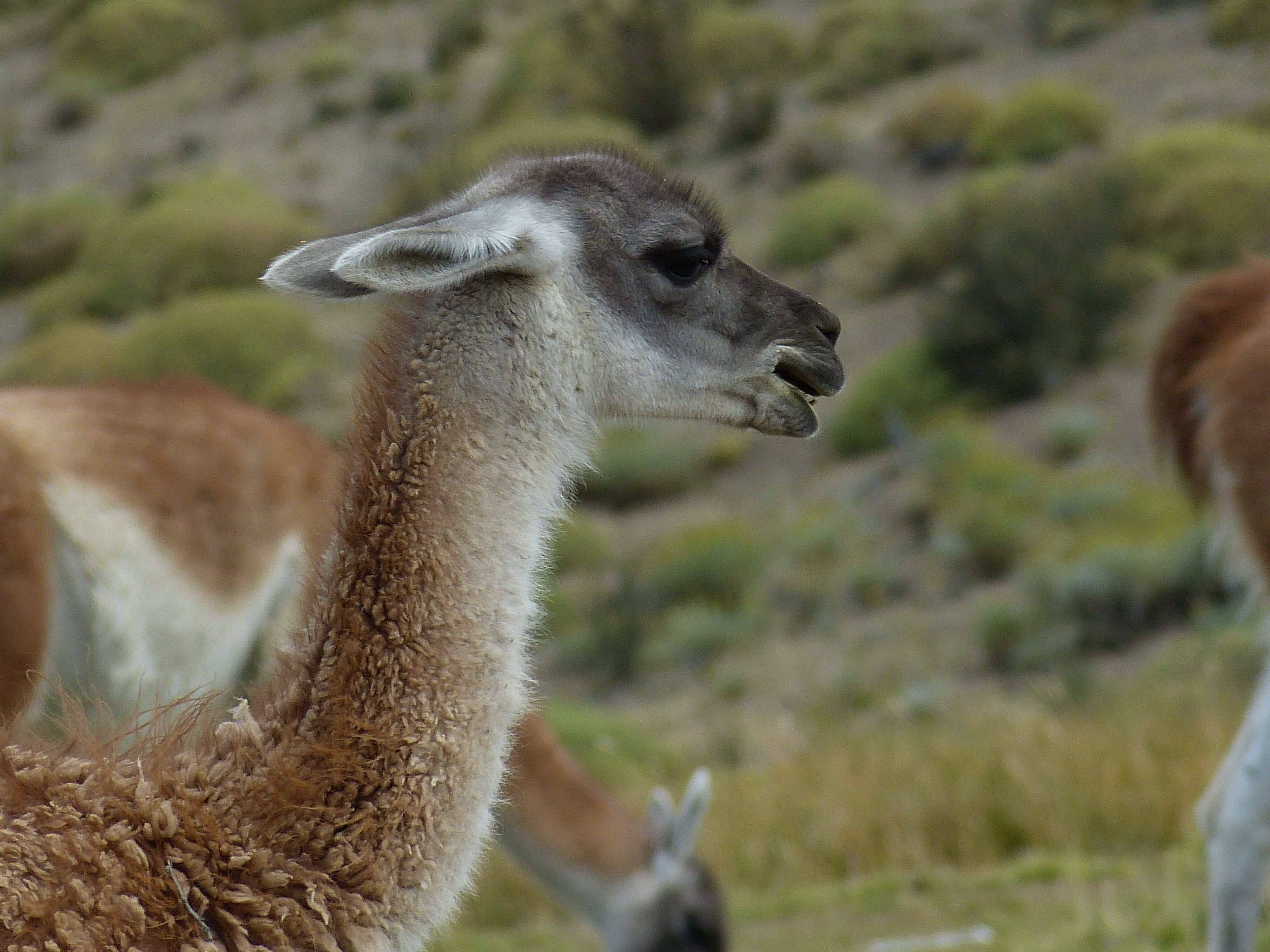 animal, chile, animal wildlife, nature, guanaco, lama head, ears, atacama, mammal, domestic, landscape, desert, vicuña, land, herbivorous, animals in the wild, HD Wallpaper