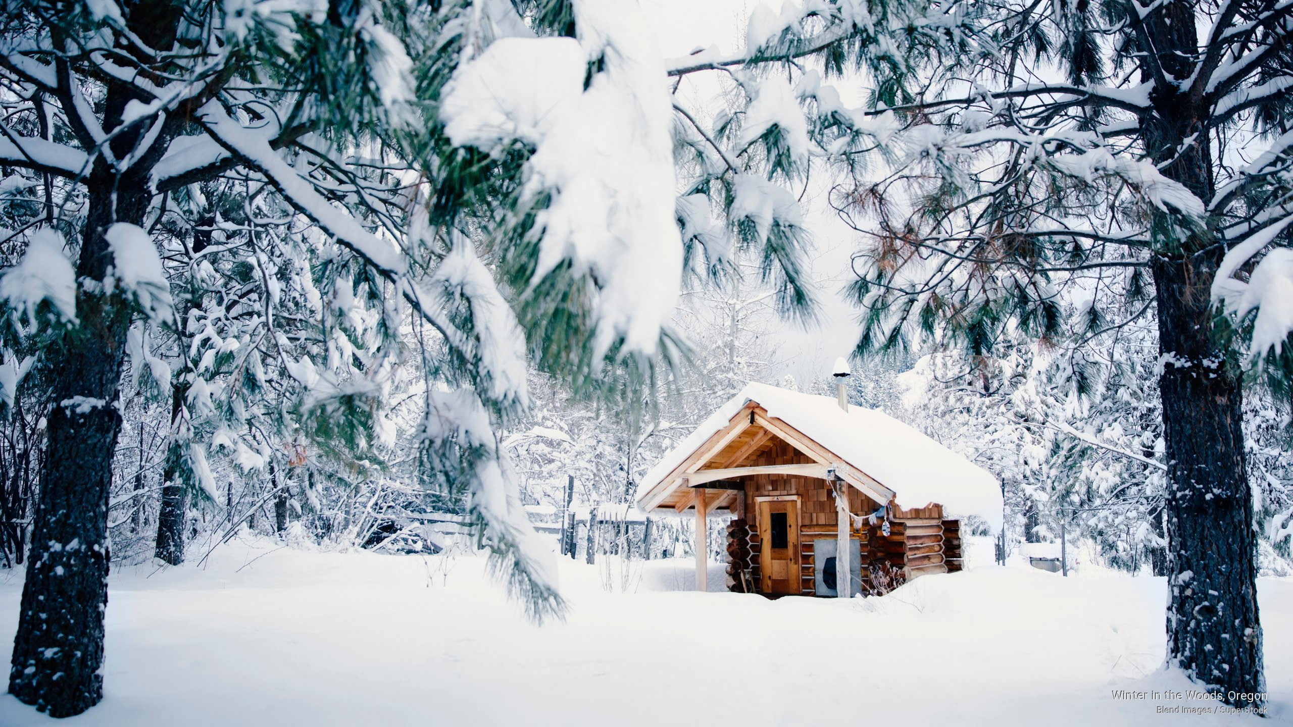 2K, Winter, woods, oregon, HD Wallpaper