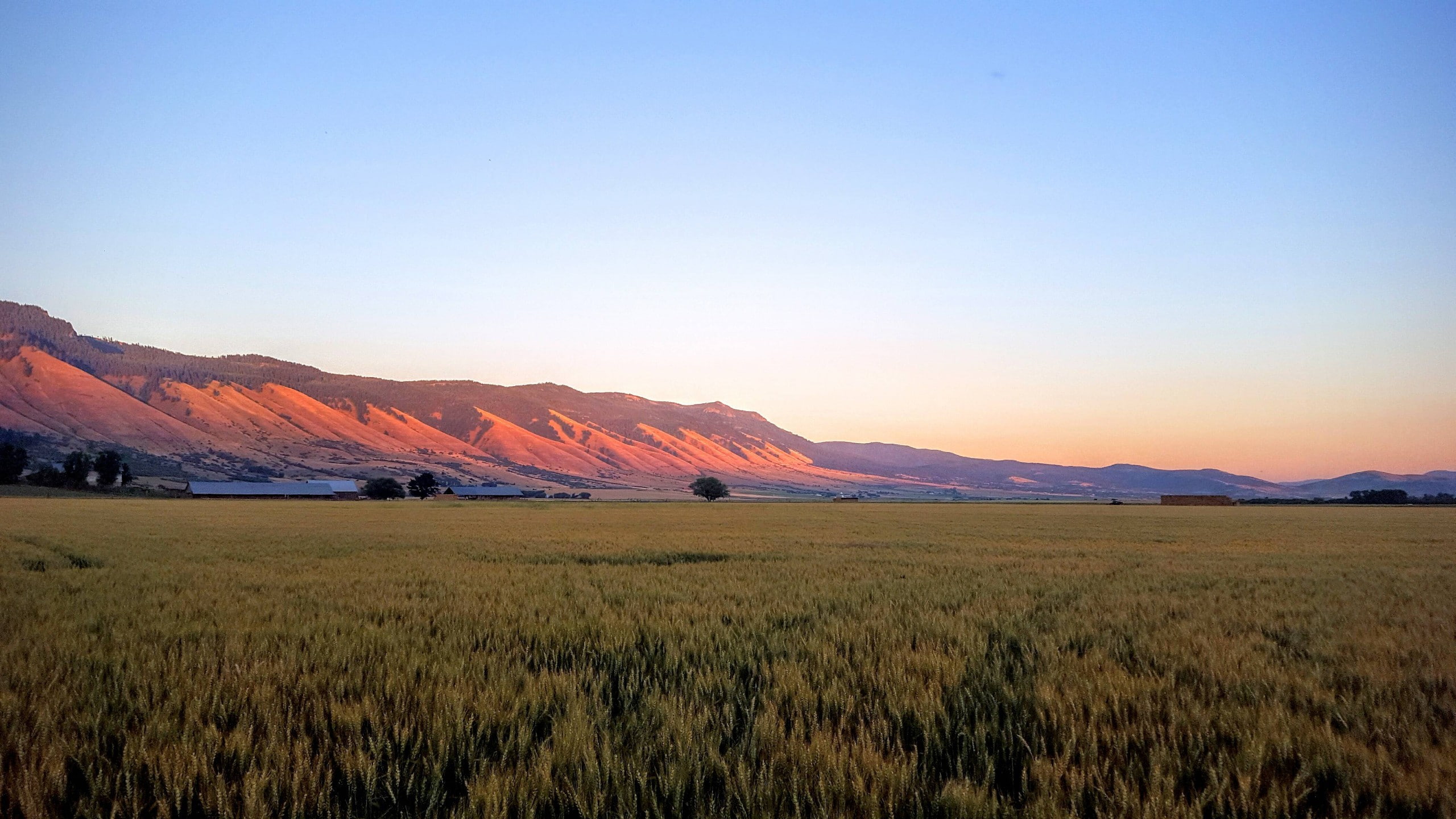 field, wheat, mountains, dusk, 2K, Oregon, HD Wallpaper