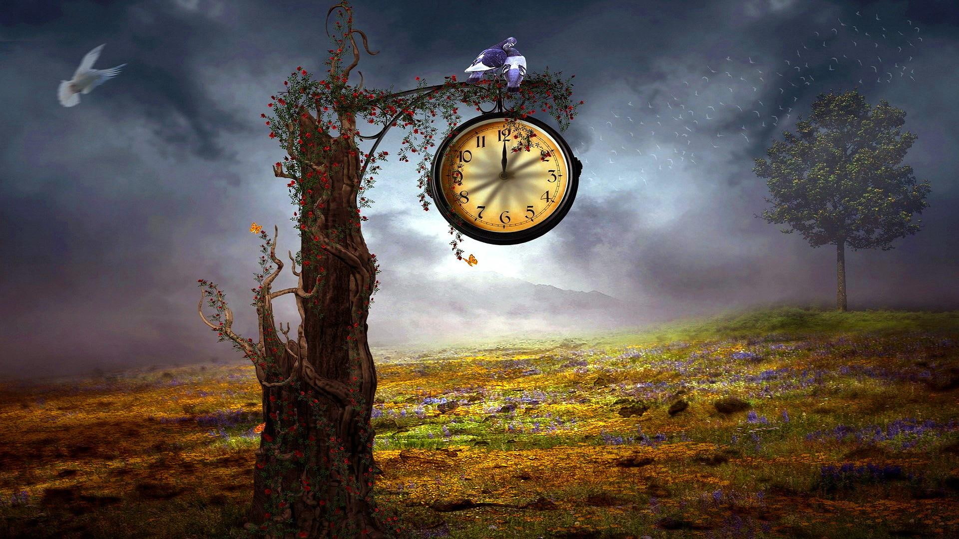 field, doves, 1080P, clock, tree, HD Wallpaper