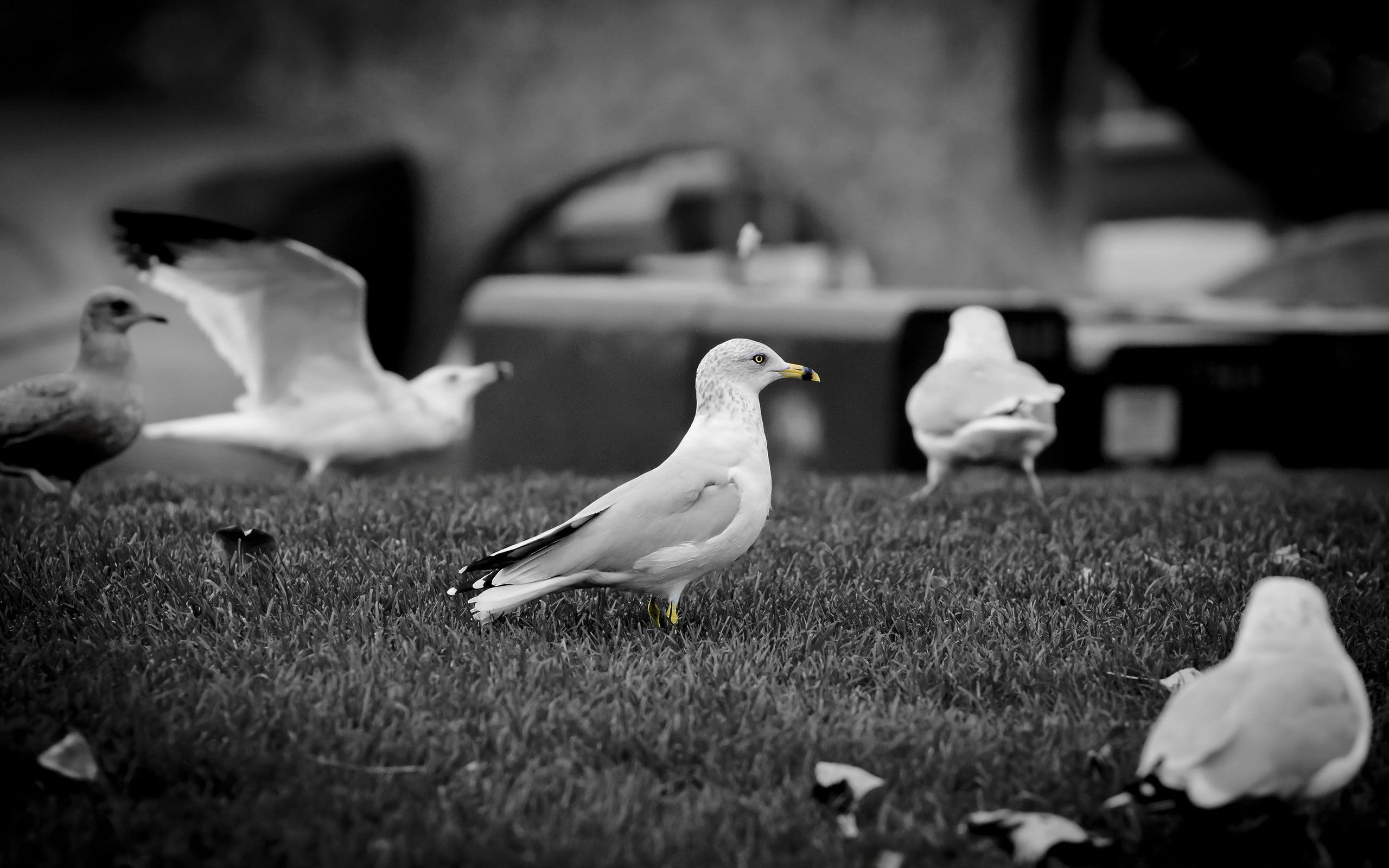 background, doves, animals, 2K, white, HD Wallpaper