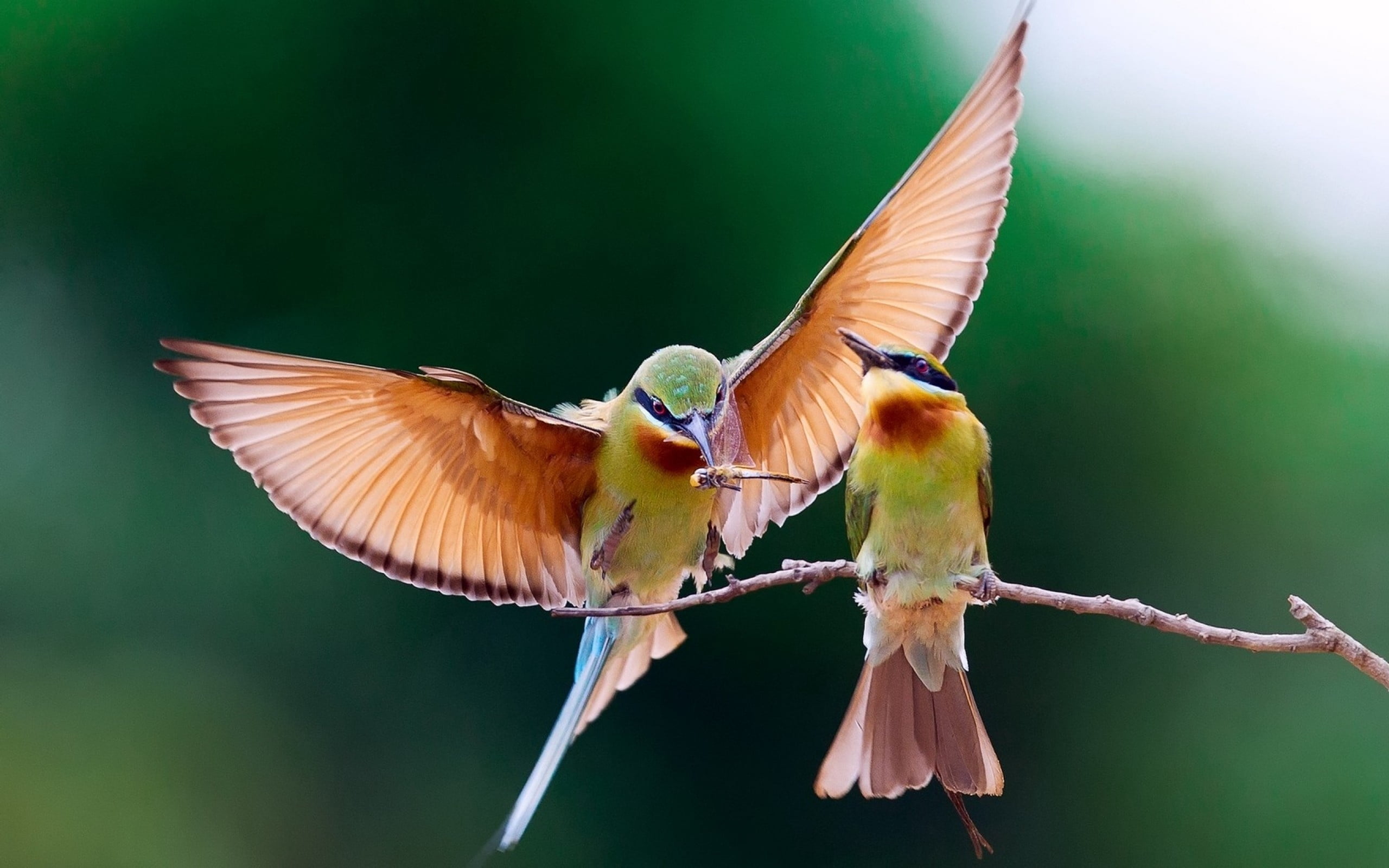 flying, nature, two, couple, beak, backgrounds, flapping, hummingbird, colors, blue, day, animal body part, brown, close-up, feather, 2K, animal themes, HD Wallpaper