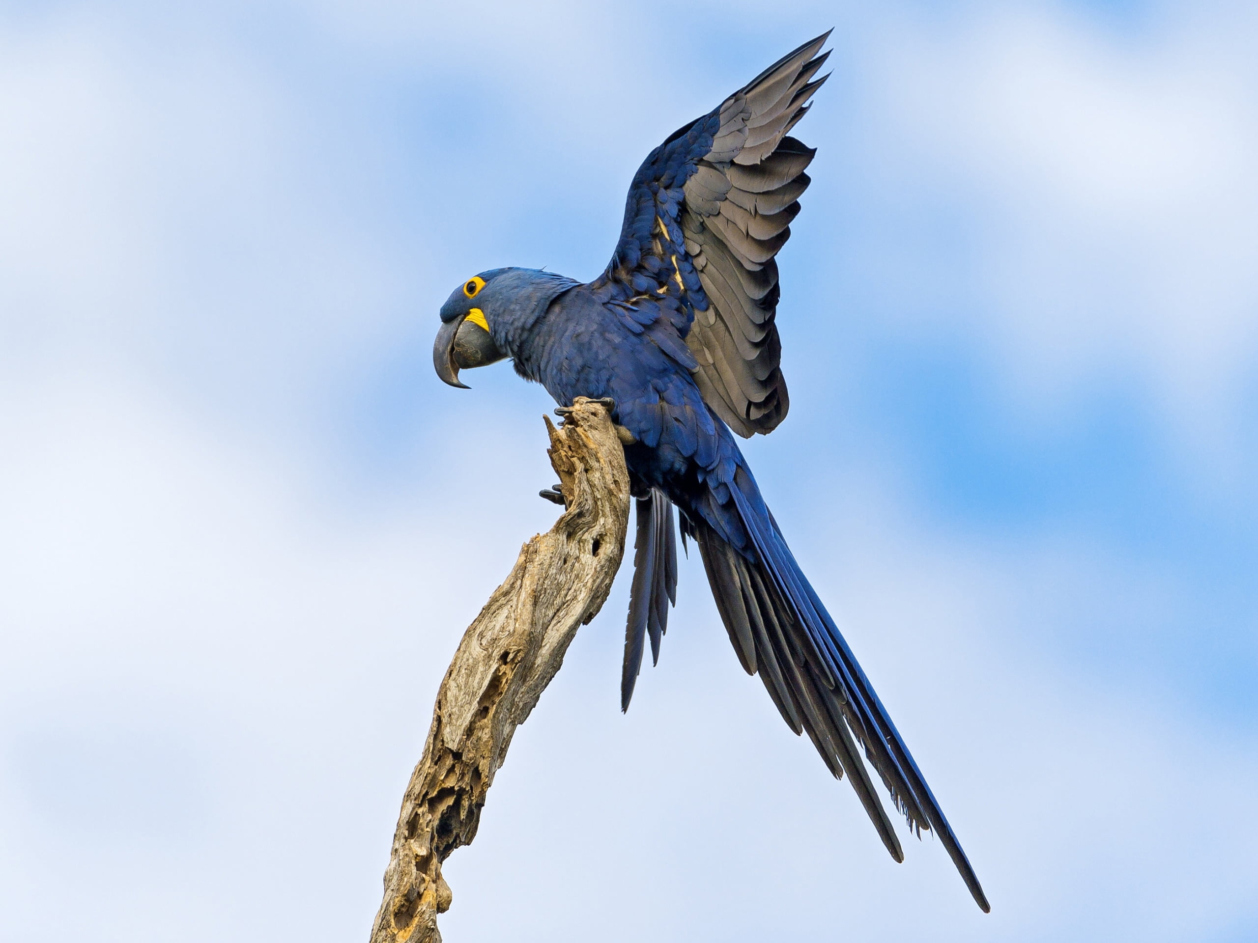 eagle, blue, nature, animal themes, sky, beak, flap, beauty In Nature, outdoors, wildlife, feather, parrot, 2K, looking, bird of Prey, animal wildlife, HD Wallpaper