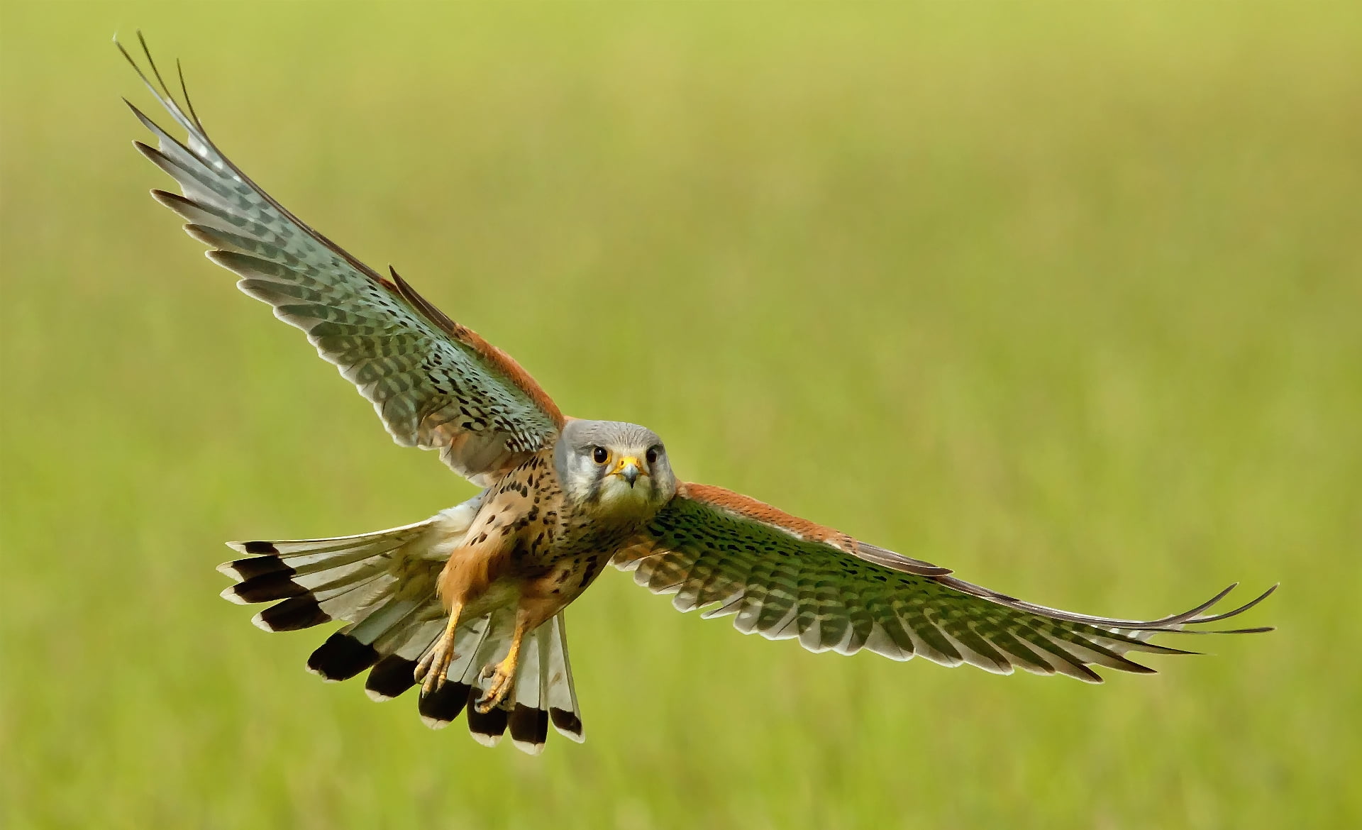 flight, 1080P, gray, animals In The Wild, hawk - Bird, motion, bird, flying, full length, flap, outdoors, beak, wings, bird of Prey, carnivore, animal Wing, HD Wallpaper