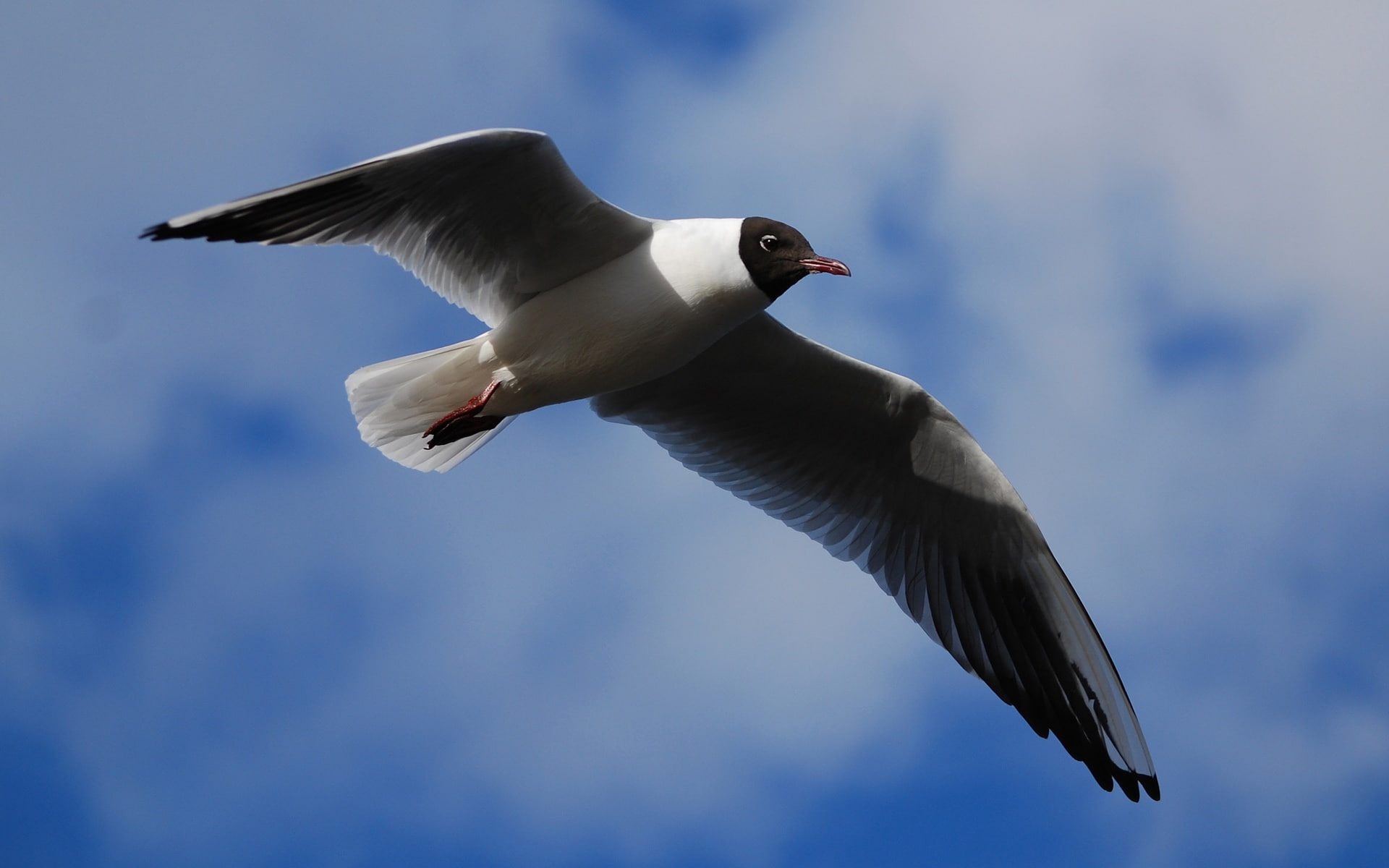black, 1080P, Blue, Sky, Wings, Gull, Flap, headed, HD Wallpaper