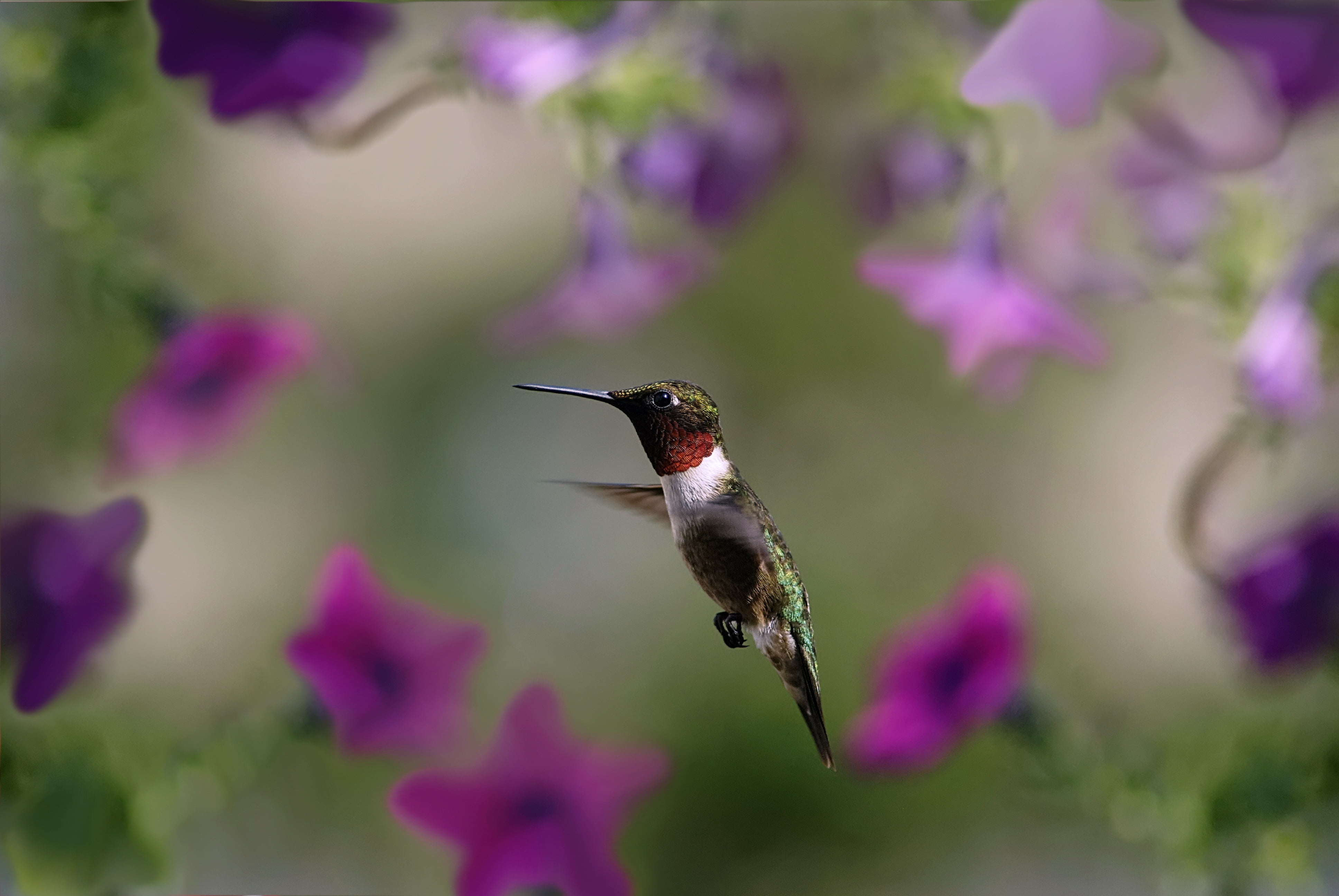 beak, animal wildlife, vertebrate, animals In The Wild, beauty In Nature, pistil, no People, one Animal, purple, spread Wings, flower, iridescent, flower head, HD Wallpaper