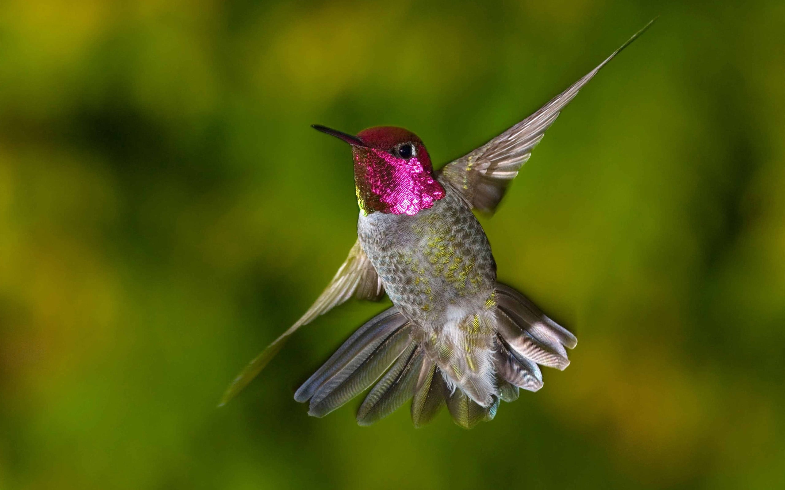 animals In The Wild, one Animal, black Color, wildlife, bird, hummingbirds, motion, hummingbird, multi Colored, animal, wings, no People, animal wildlife, HD Wallpaper