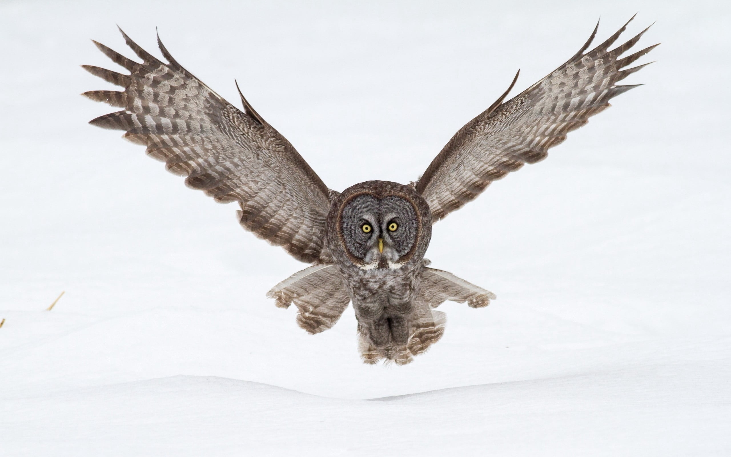 owl, animal, wings, bird of Prey, vertebrate, no People, wildlife, close-up, spread wings, bird, mid-air, art, brown, winter, animals Hunting, flying, white, HD Wallpaper
