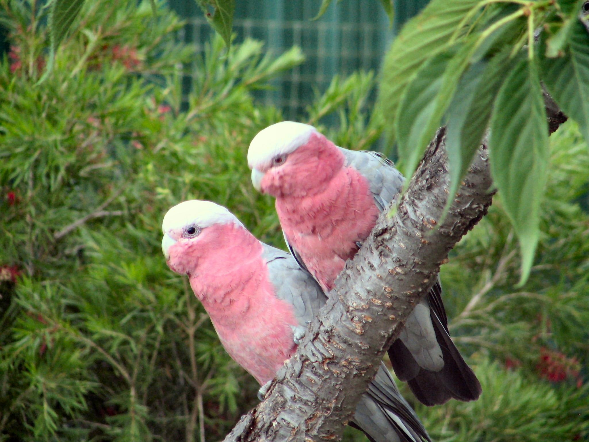 parrots, australia, tree, garden, 1080P, animals, pink, galahs, HD Wallpaper