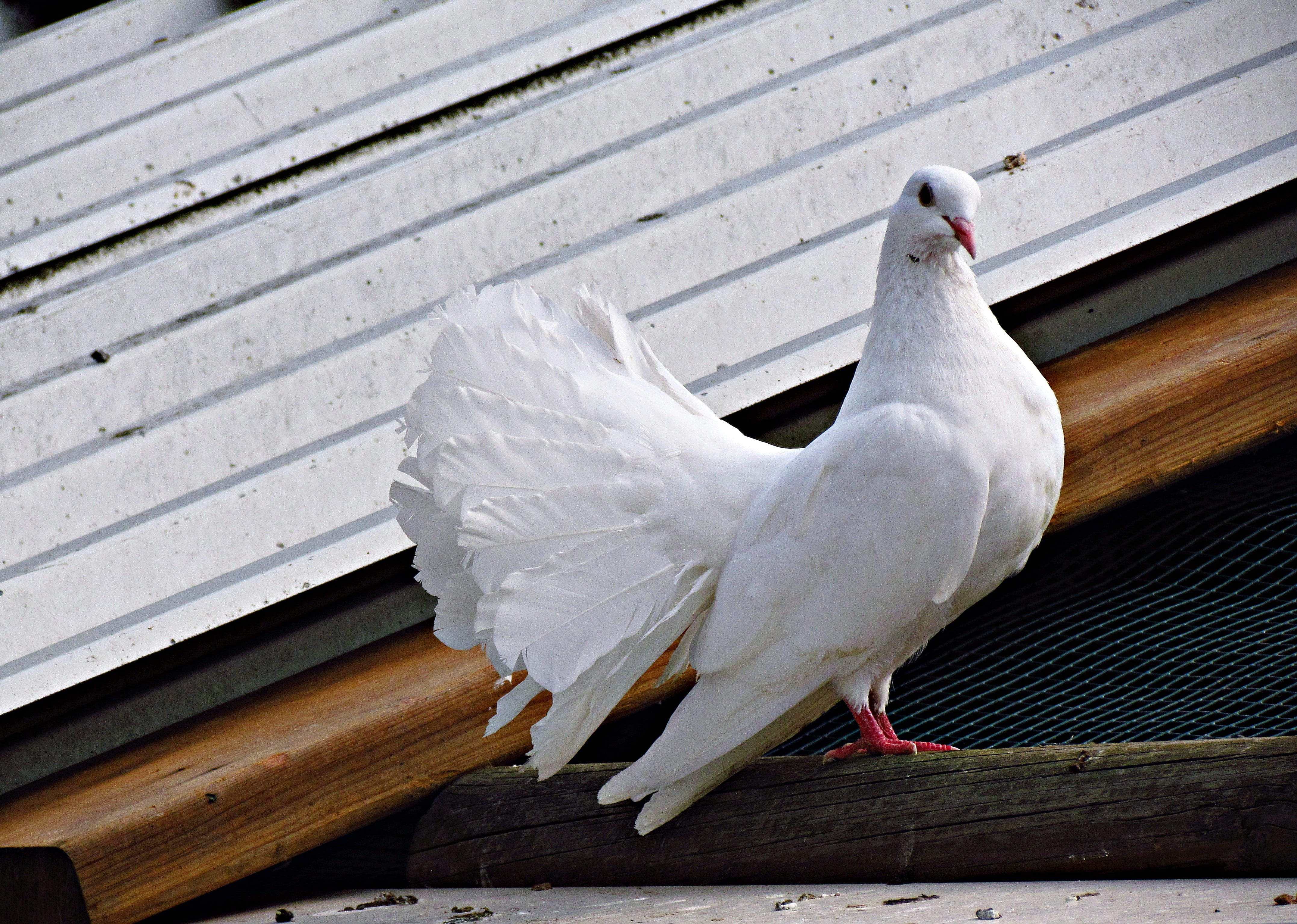 wings, fan, feather, 4K, bird, dove, day, spread wings, nature, animal themes, tail, dove - bird, animal, wood - material, architecture, outdoors, dom, HD Wallpaper
