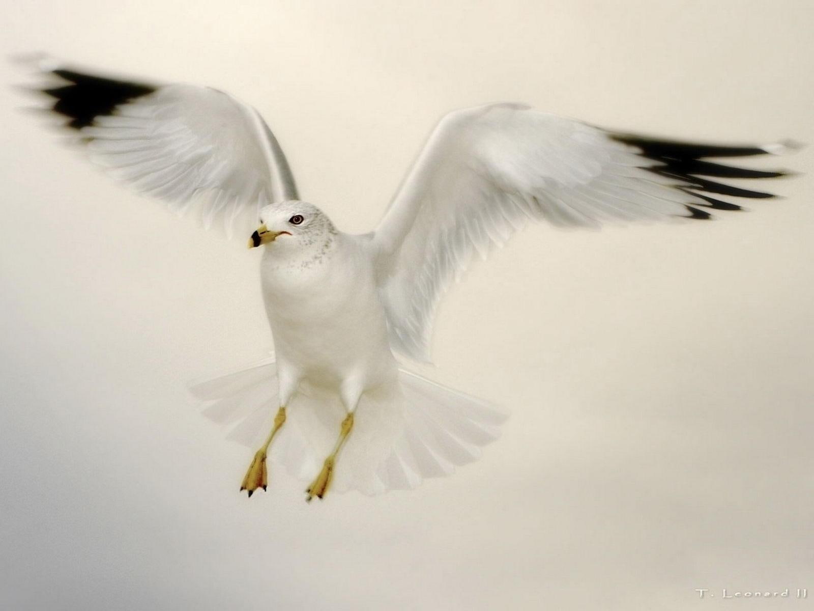 flying, dove, white, 720P, HD Wallpaper