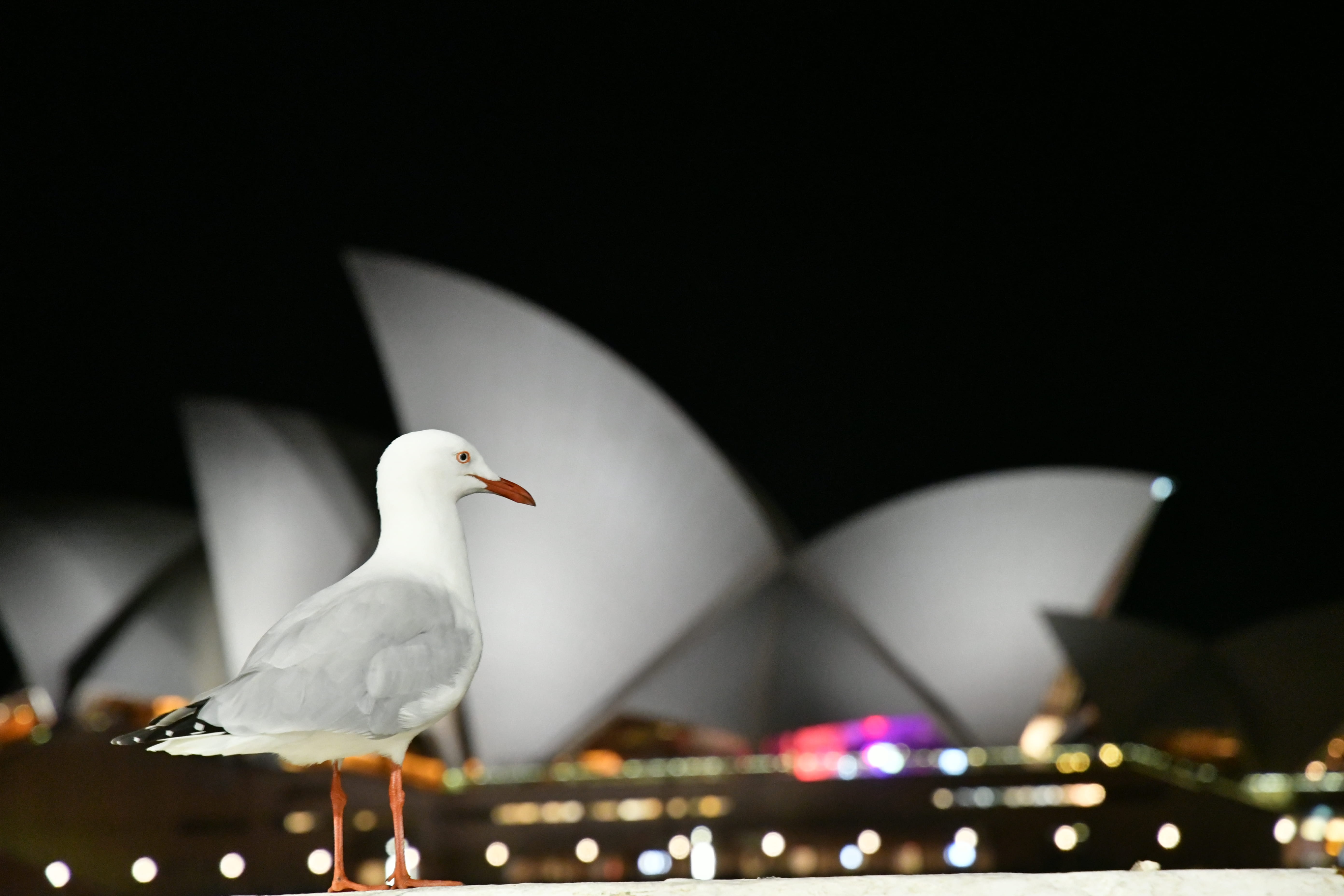 dove - bird, view, animal body part, 5K, animal themes, animal wildlife, sydney opera house, animal, dark, close-up, lights, australia, architectural design, HD Wallpaper