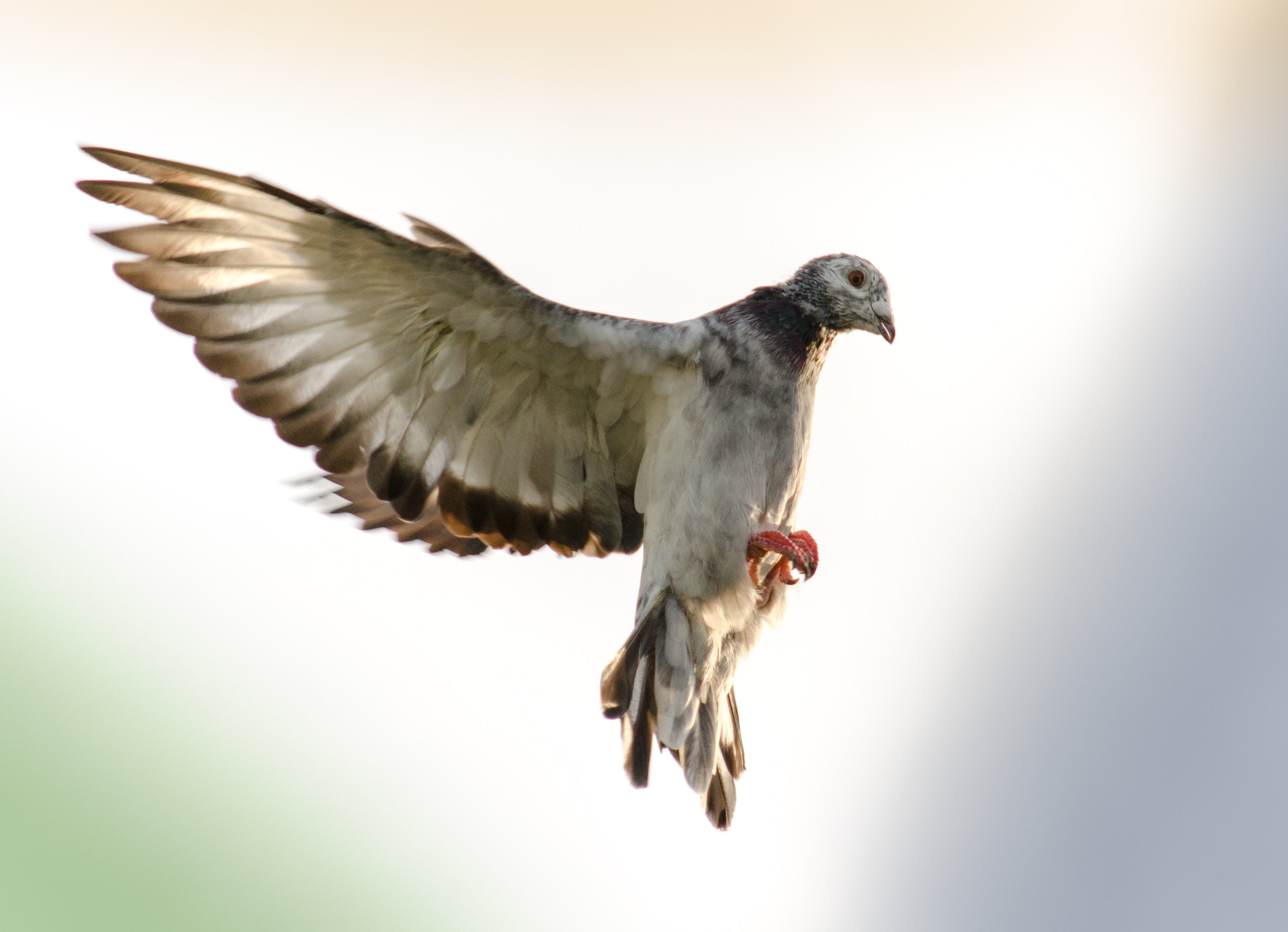 motion, mouth open, brake, 2K, outdoors, low angle view, dove, shallow, animals in the wild, focus, no people, animal themes, day, flying, one animal, HD Wallpaper