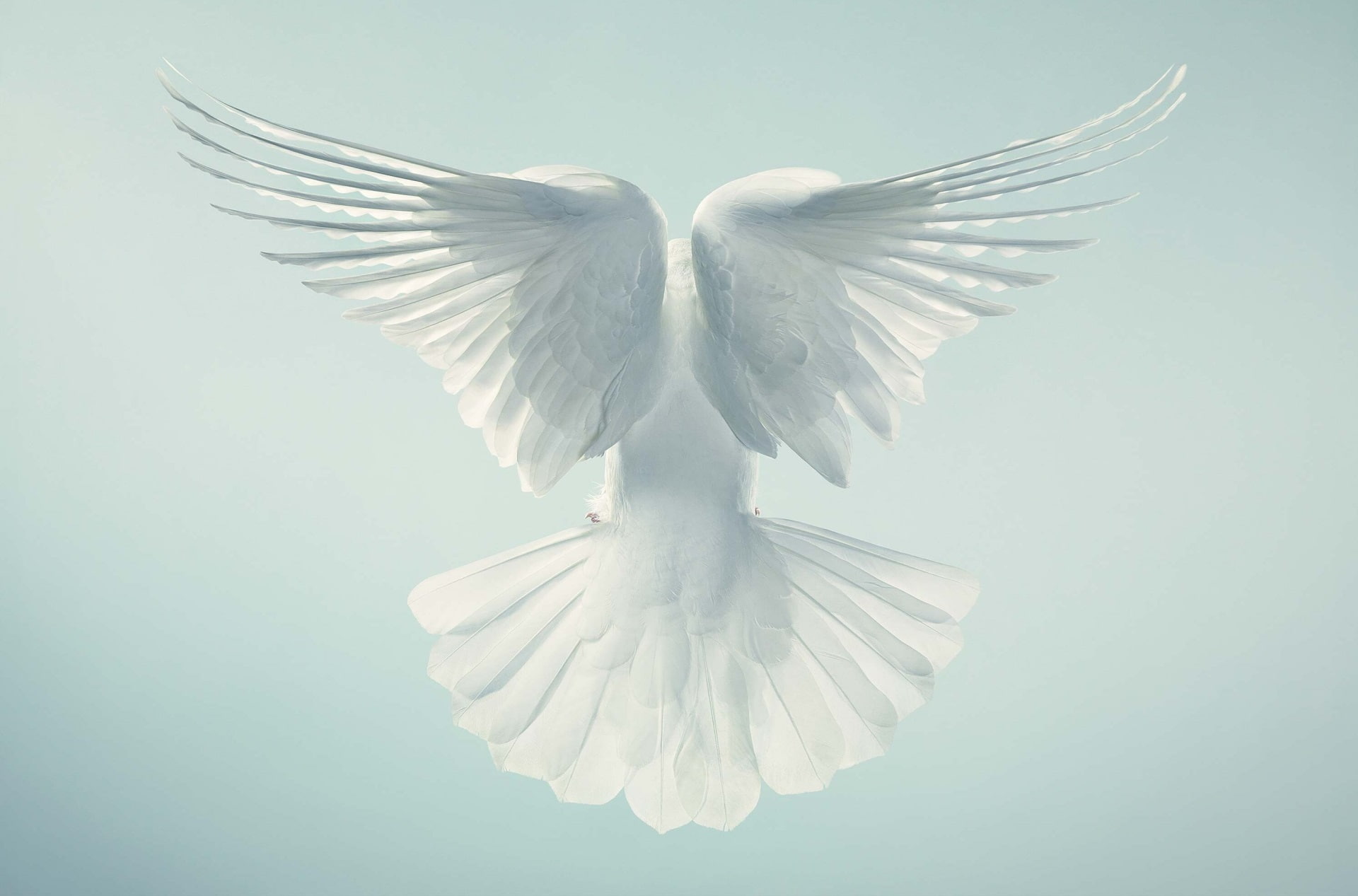 animal body part, animals in the wild, angel, belief, religion, freedom, spirituality, 1080P, positive emotion, vertebrate, white color, symbols of peace, HD Wallpaper