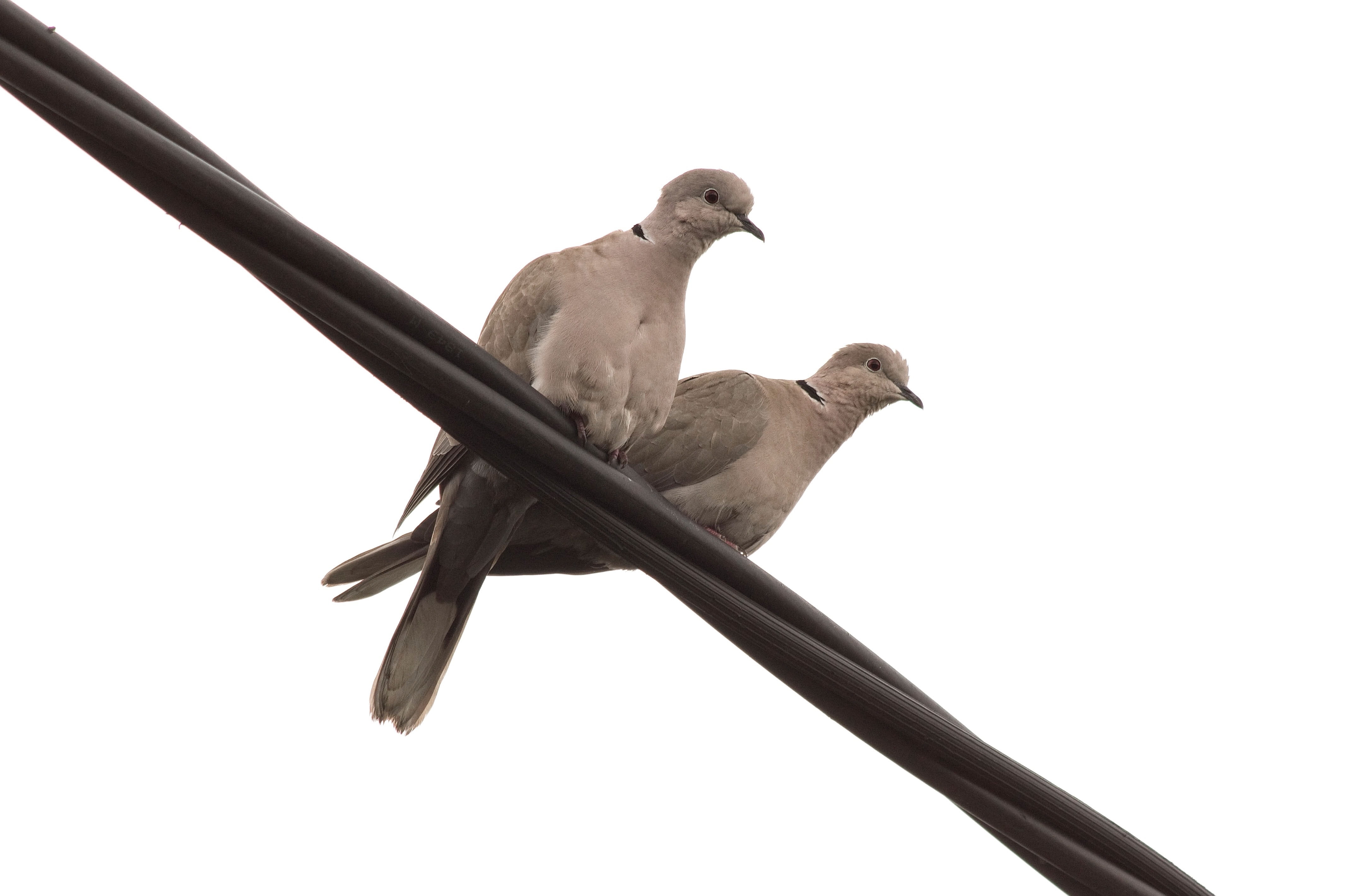 day, perching, low angle view, animal, copy space, isolated, no people, pigeon, 4K, feather, one animal, bird, white background, wildlife, collared dove, HD Wallpaper