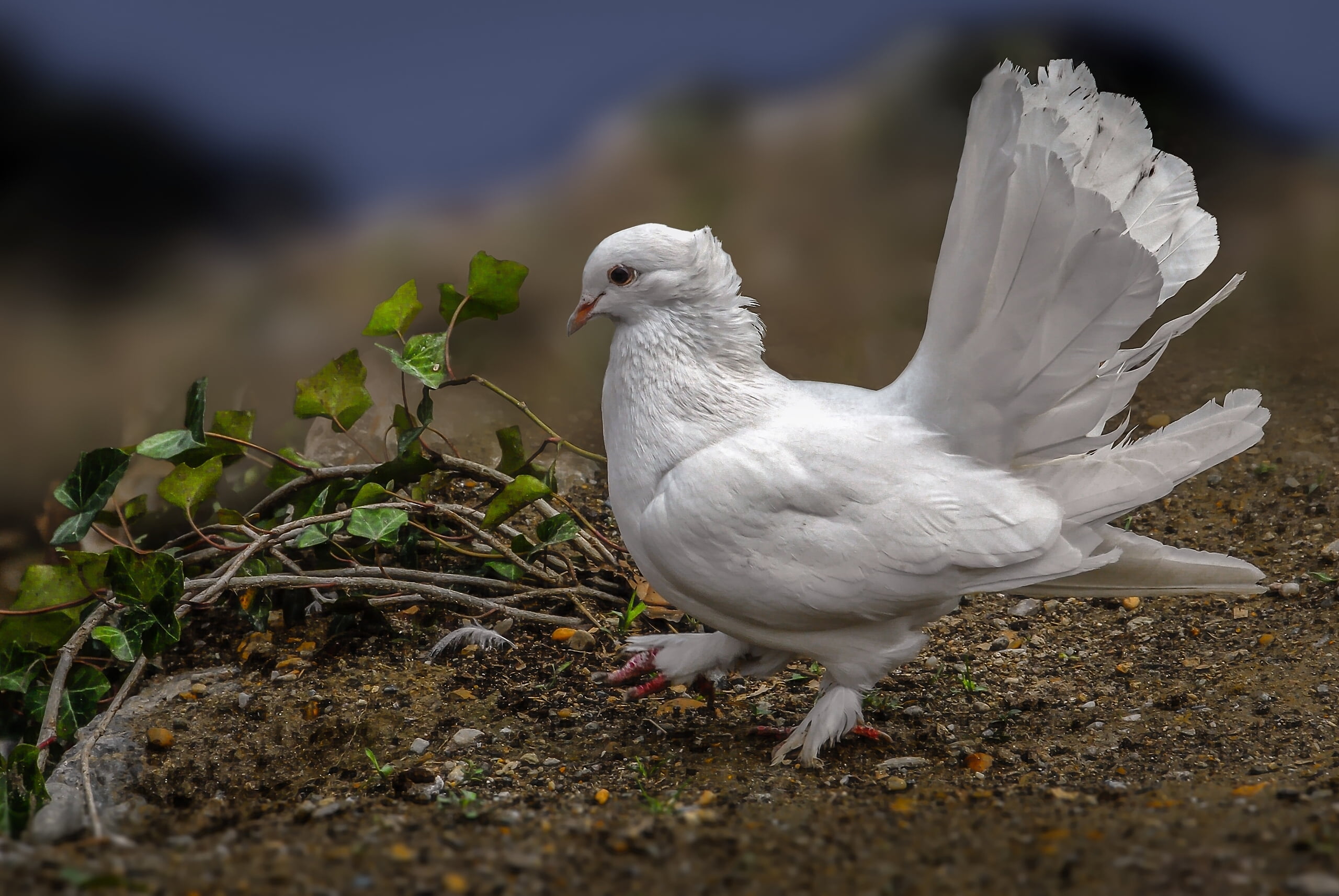 fantail, bird, field, vertebrate, seagull, animal wildlife, animal themes, full length, no people, animal, day, land, tail, white, focus on foreground, HD Wallpaper