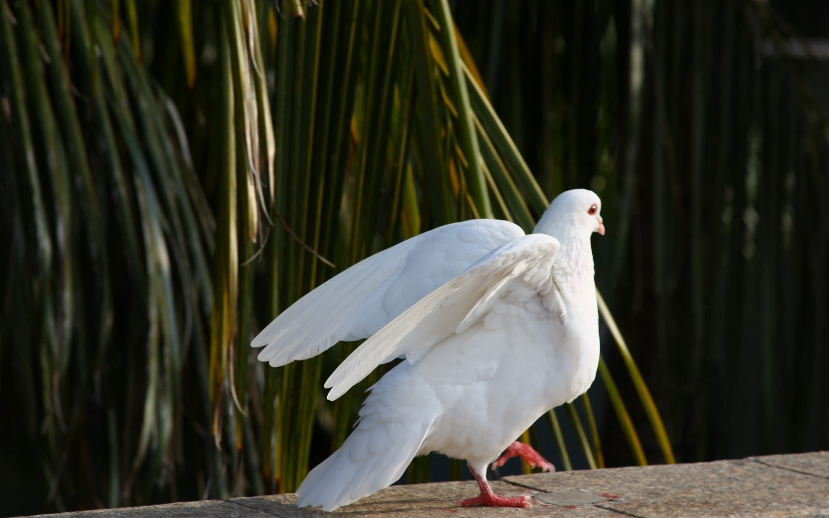 tree, vertebrate, animals In The Wild, plant, outdoors, beak, pets, bird, flying, animal wildlife, feather, animals And Pets, seagull, animals, looking, HD Wallpaper