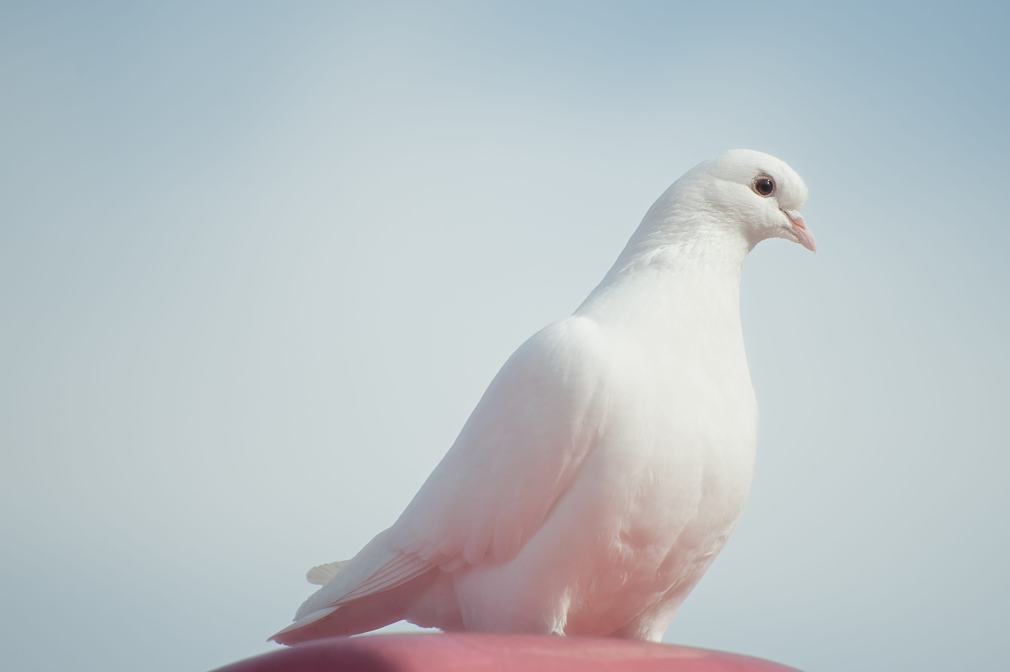 perching, 2K, nature, day, pure, one animal, animals, clear sky, photography, dove, birds, no people, symbols of peace, bird, animal, pigeon, white, vertebrate, HD Wallpaper