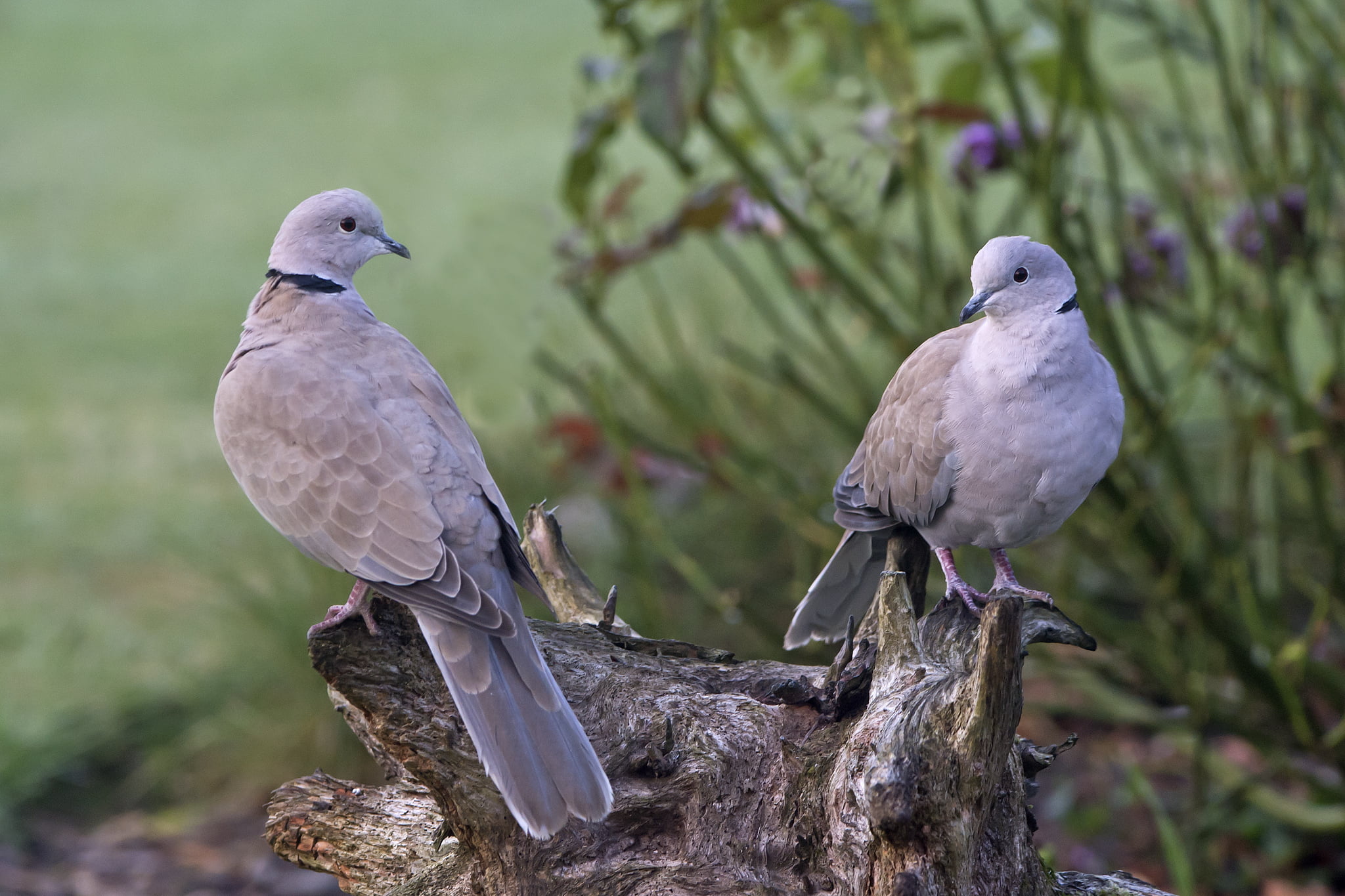 stump, bird, birds, group of animals, doves, tree, branch, animals In The Wild, collared, vertebrate, beauty In Nature, animal wildlife, animal themes, HD Wallpaper