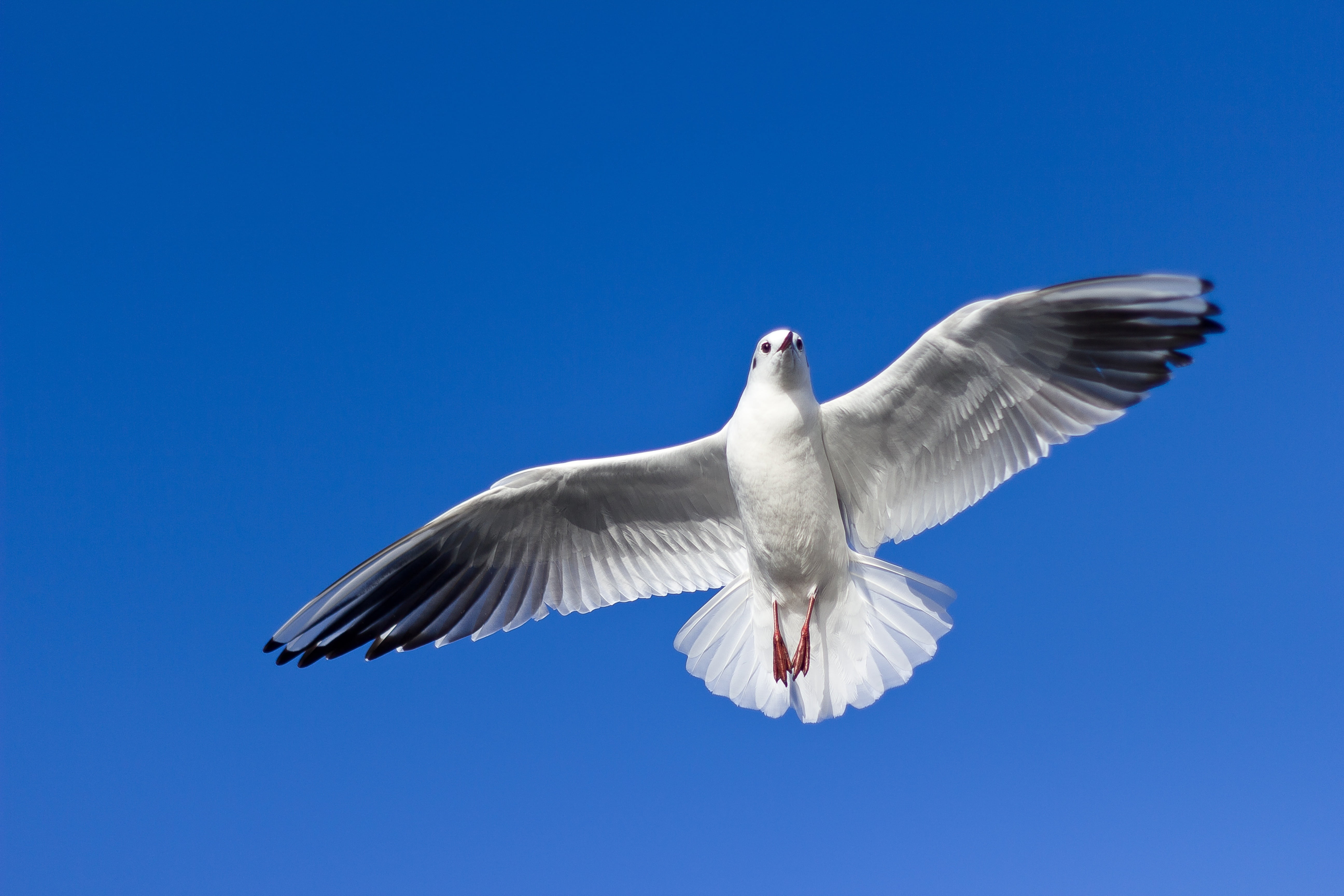 animal, mid-air, seagull, blue background, no people, white, fly, flight, 5K, clear sky, animal wildlife, flying, copy space, seabird, wildlife, vertebrate, HD Wallpaper